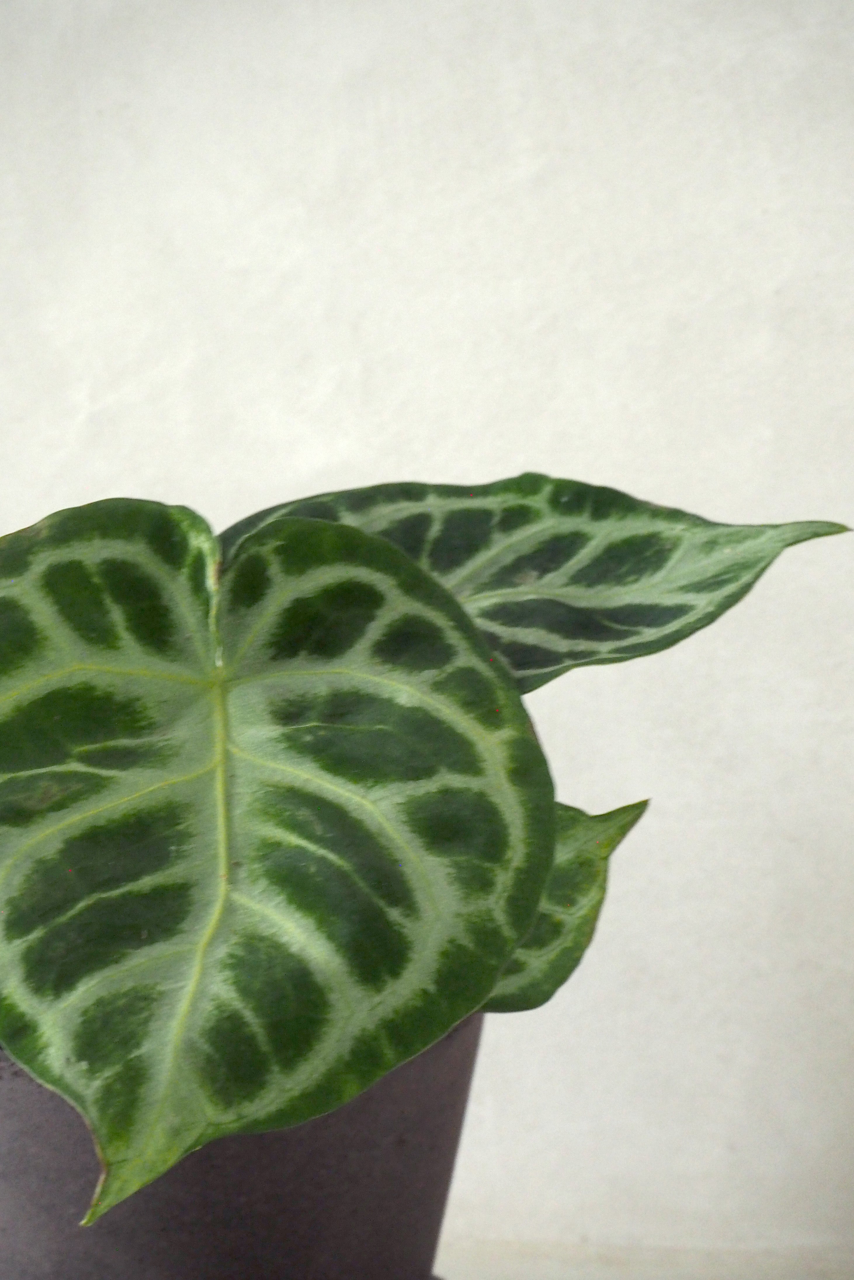 Anthurium silver Blush