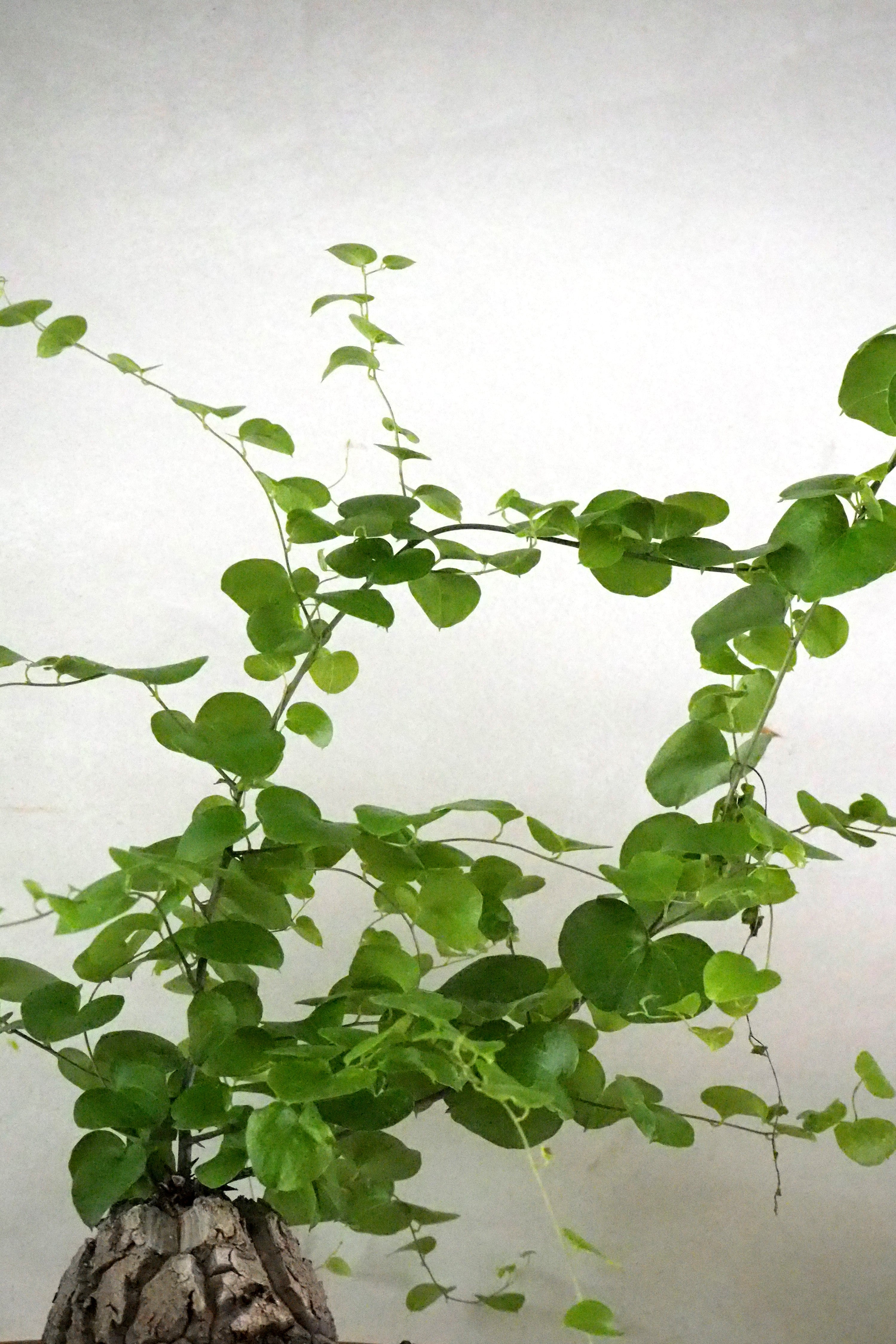 Skildpaddeplante - Dioscorea Elepantipes