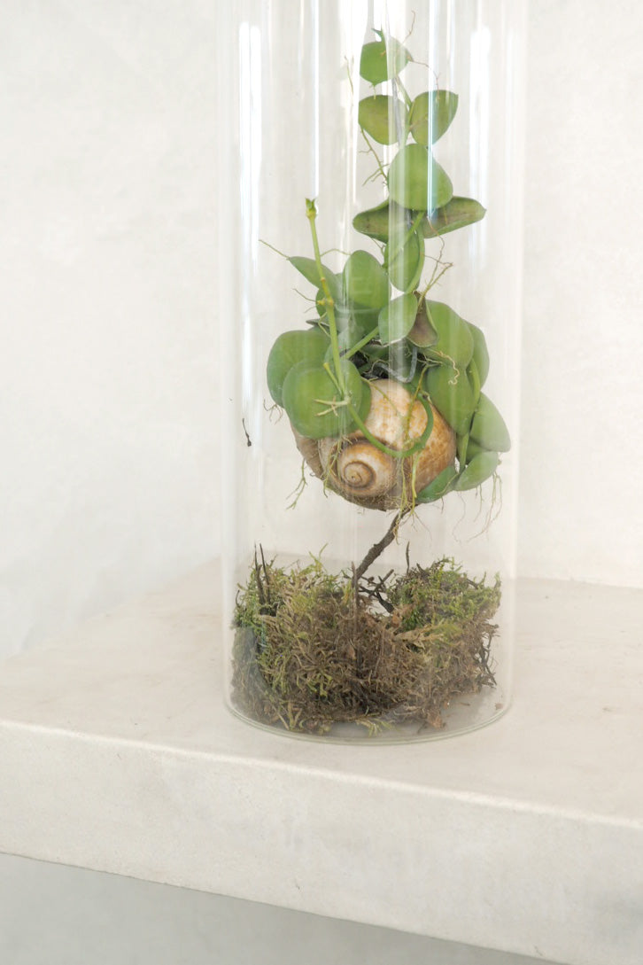 Snaily Dischidia - i glasvase