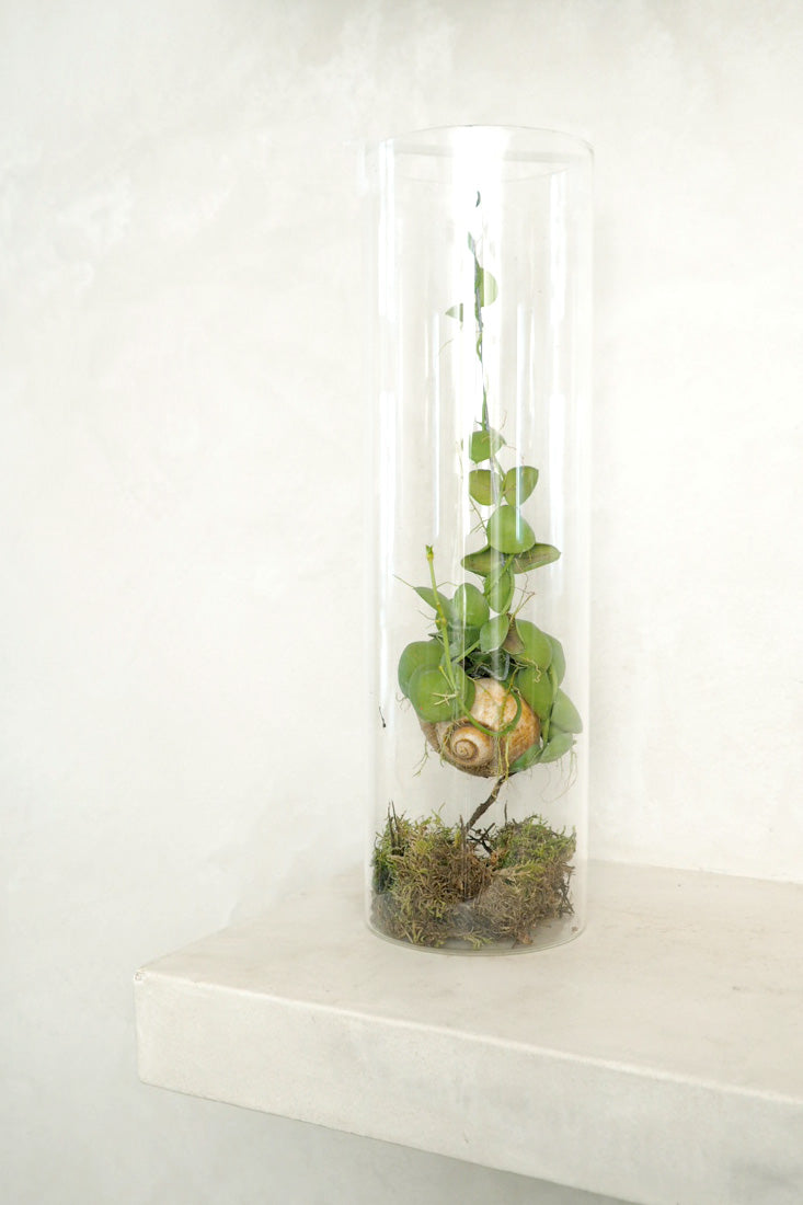 Snaily Dischidia - i glasvase