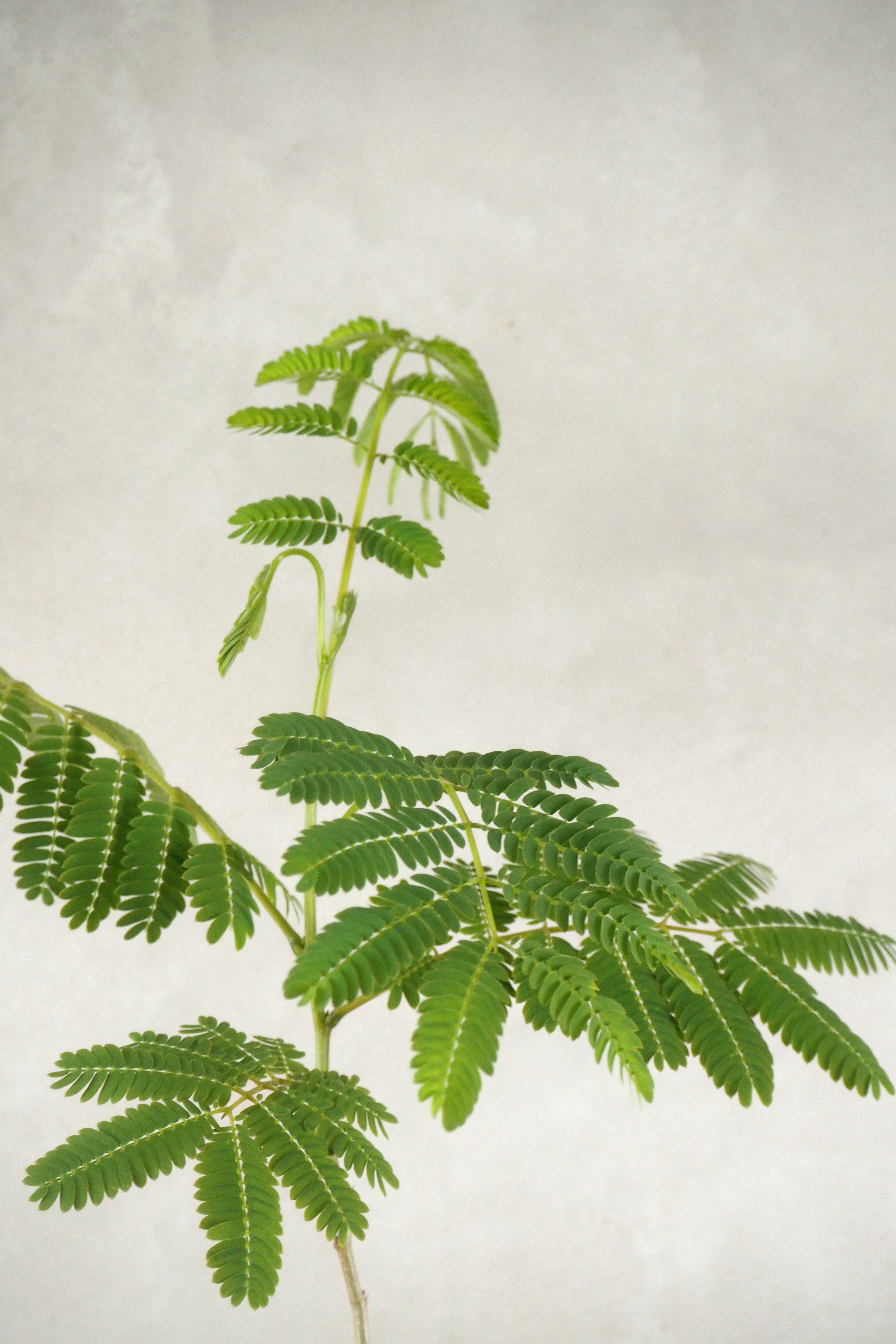 Sovetræ -  Albizia julibrissin