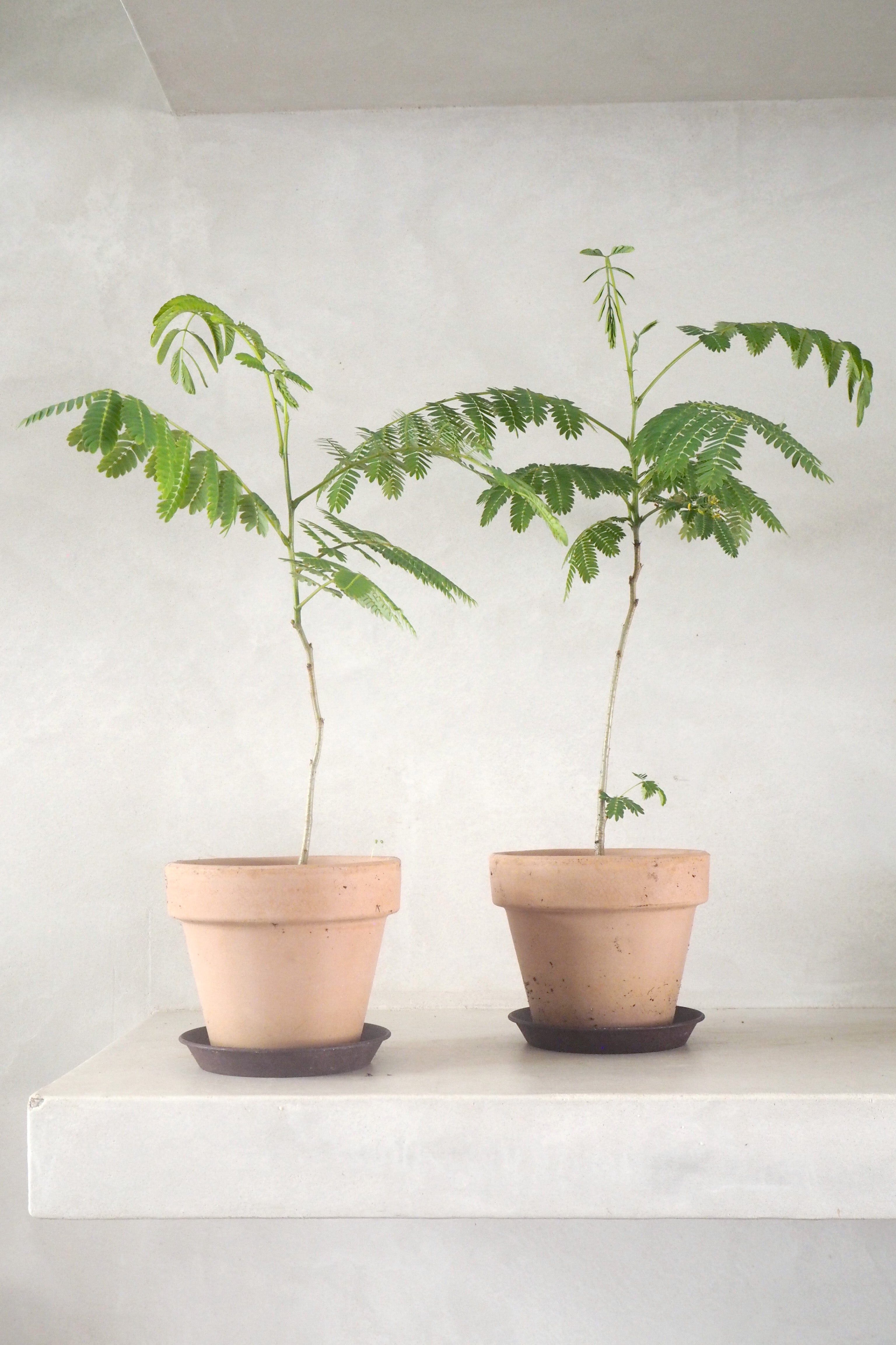 Sovetræ -  Albizia julibrissin