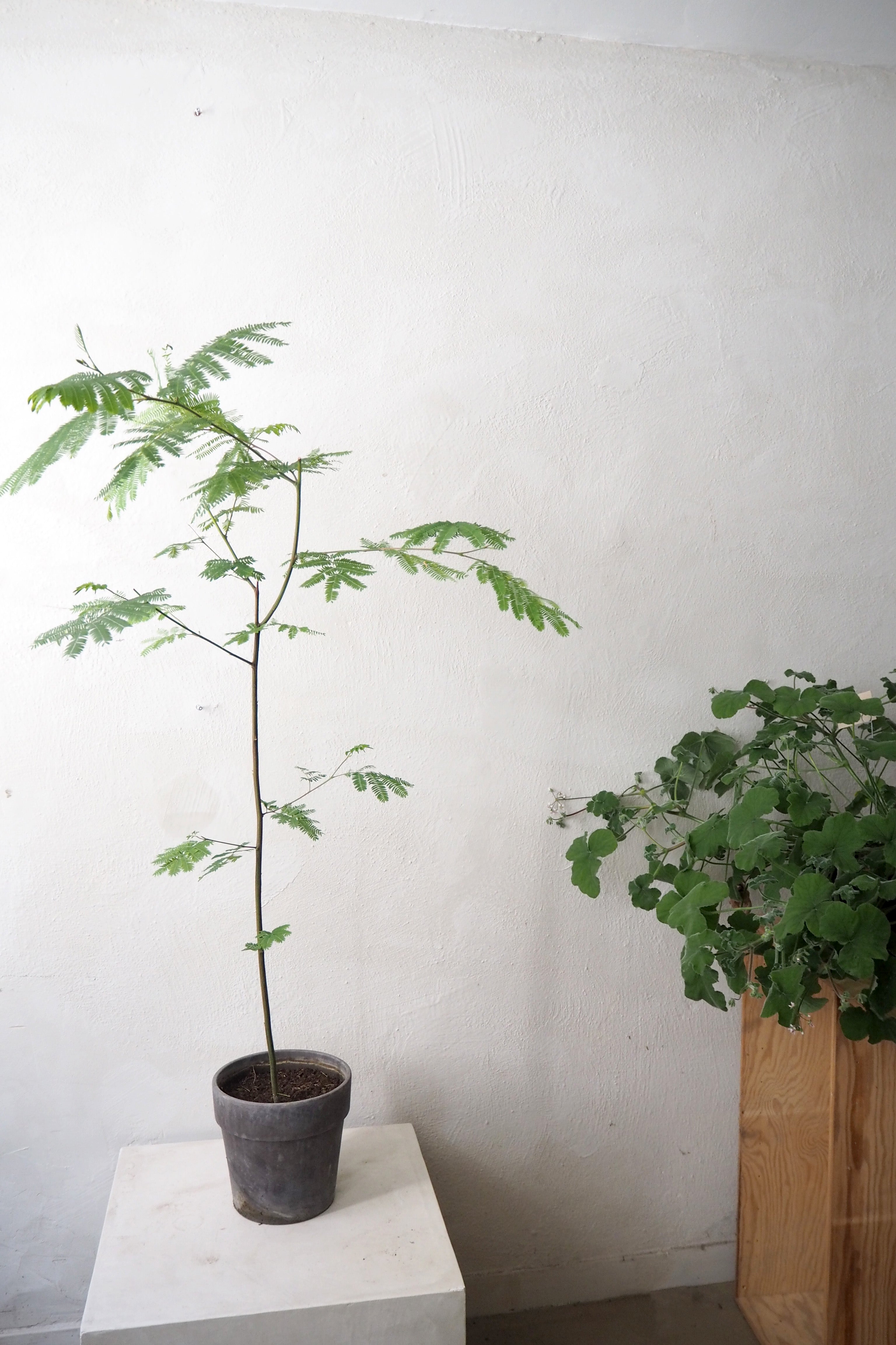 Pelargonium Tomantose, stor