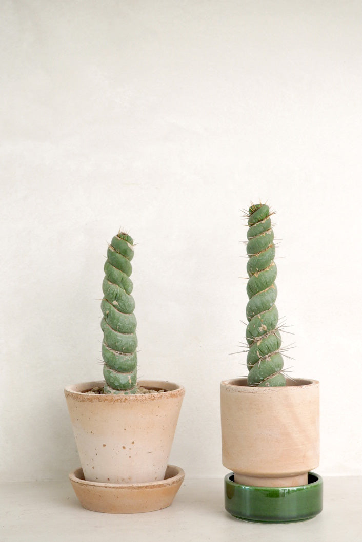 Eulychnia Castanea spiralis