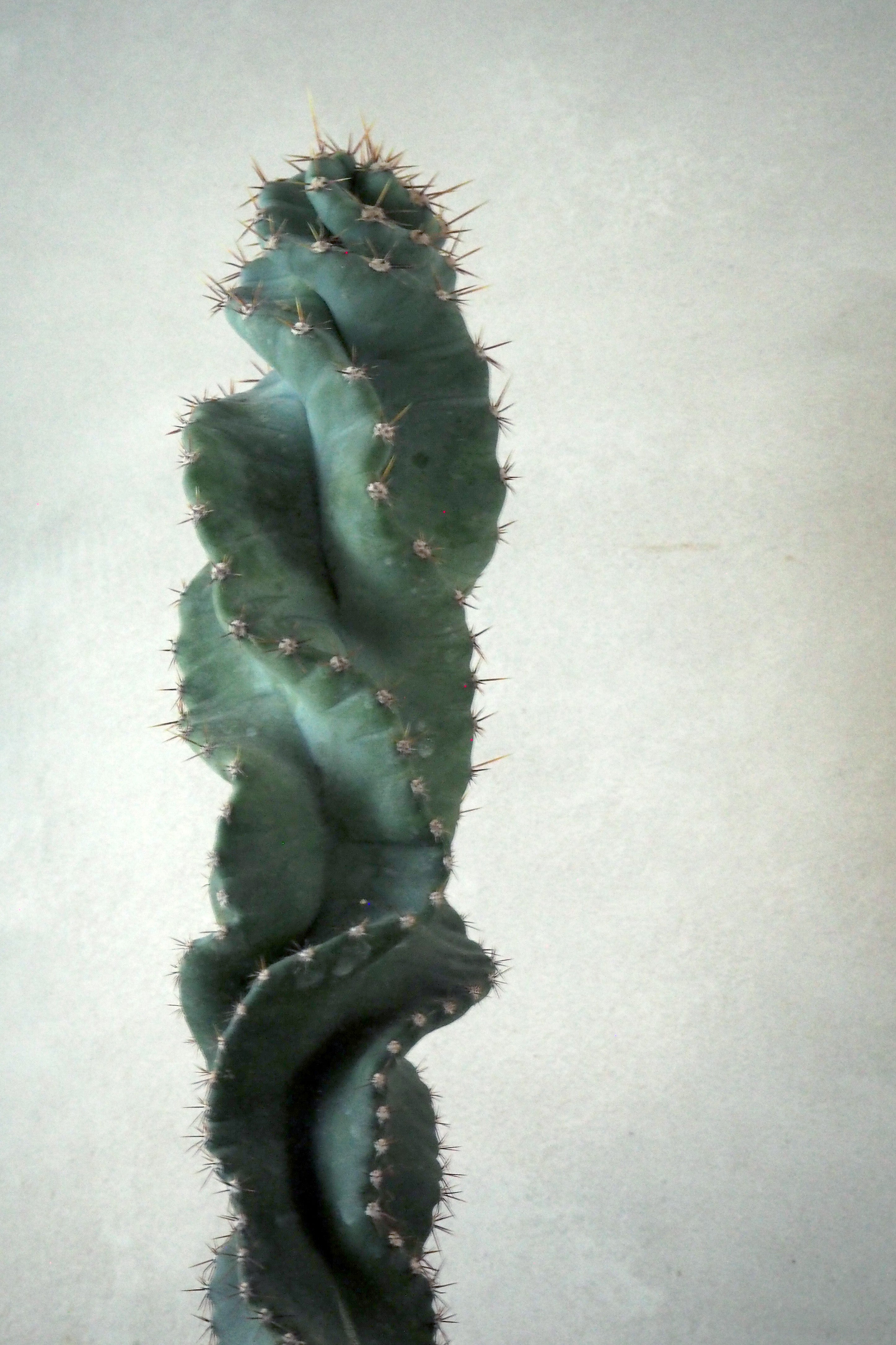 Cerus peruvianus spiralis kaktus