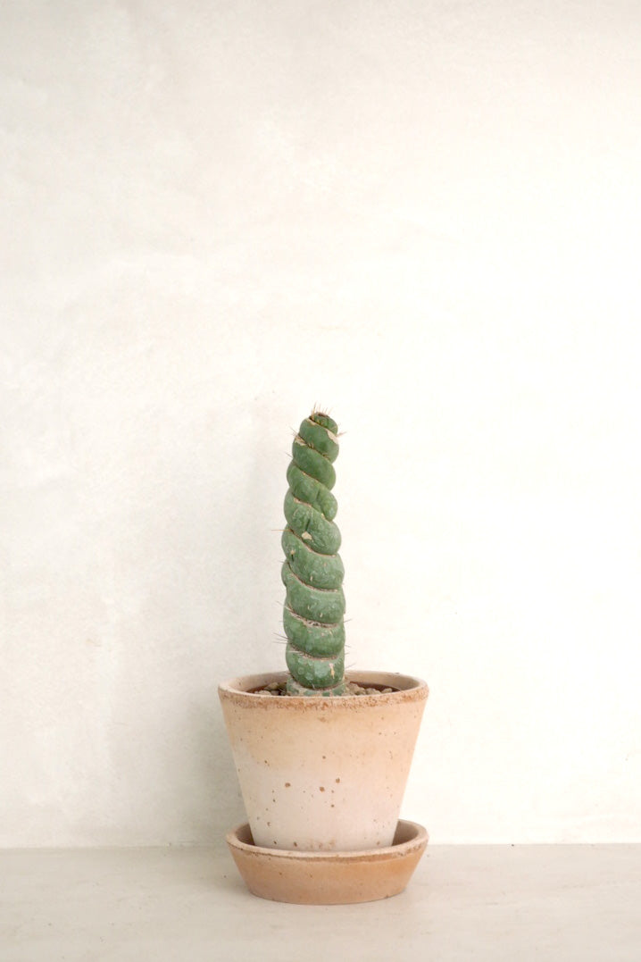 Eulychnia Castanea spiralis