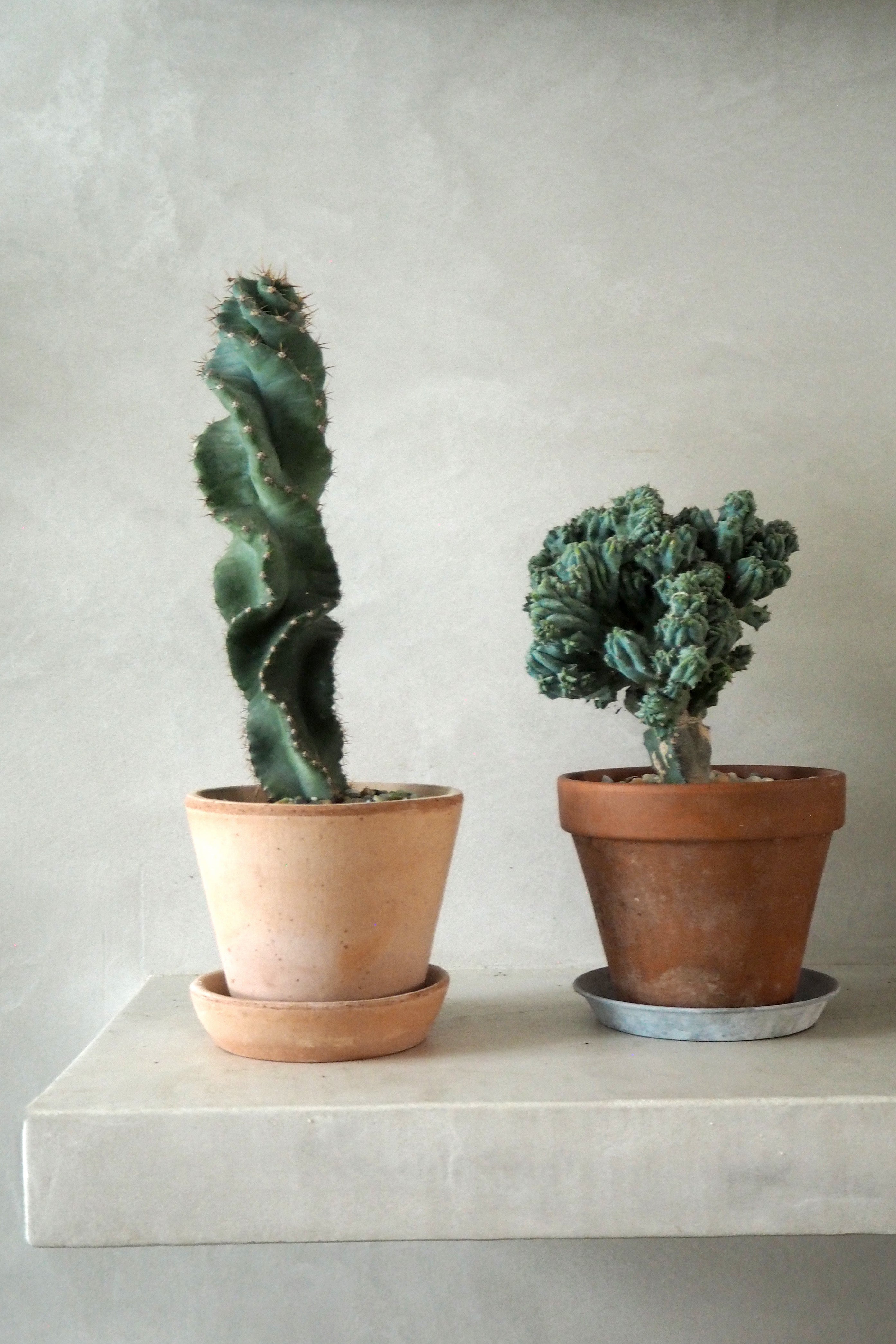 Cerus peruvianus spiralis kaktus