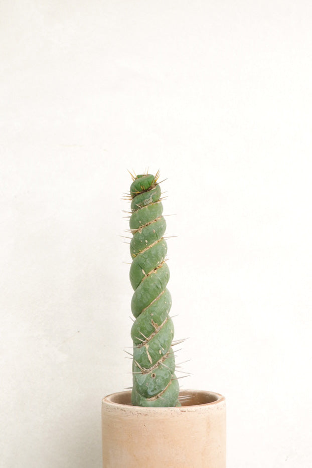 Eulychnia Castanea spiralis