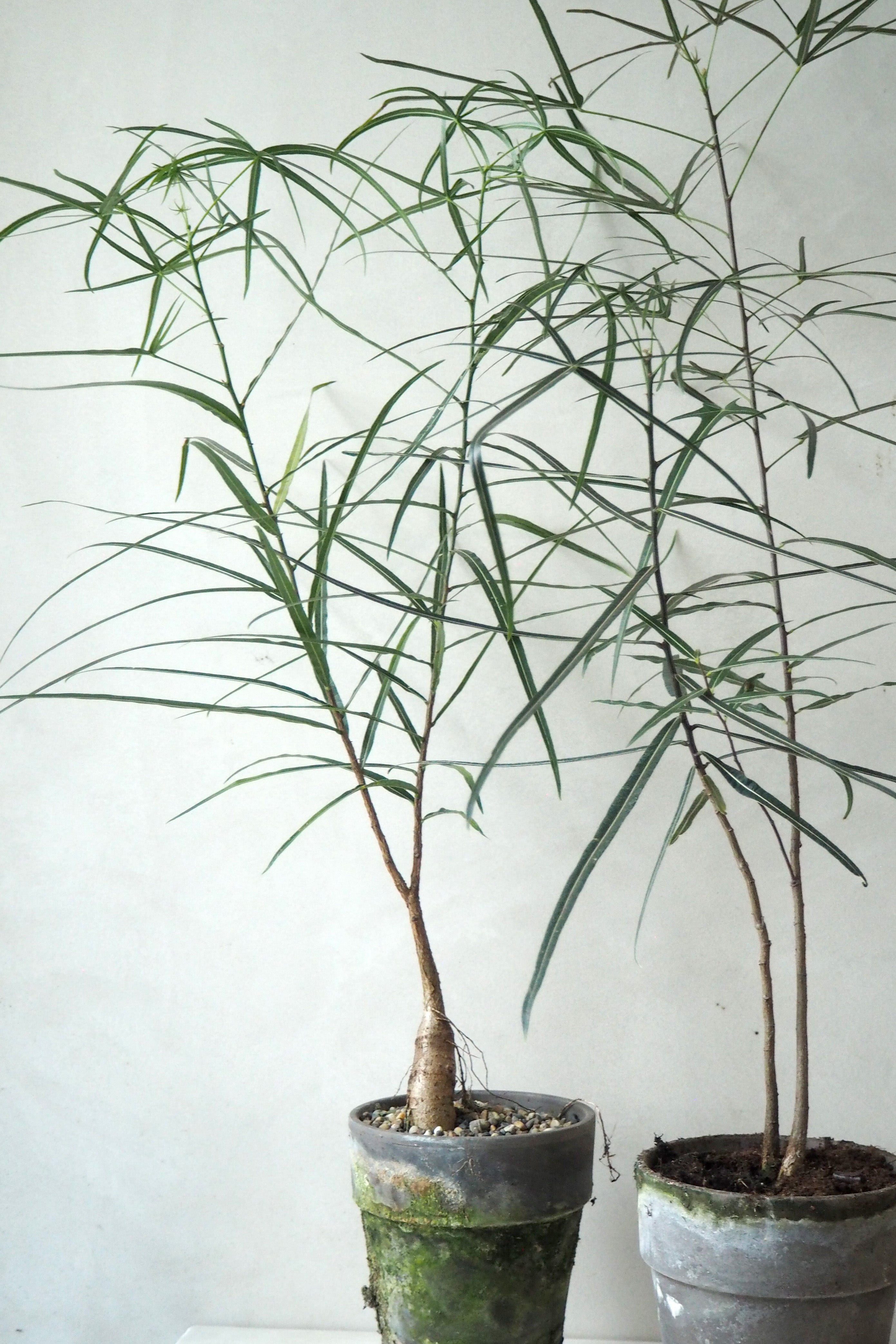 Kærlighedstræ (Stjerneblad) Medium