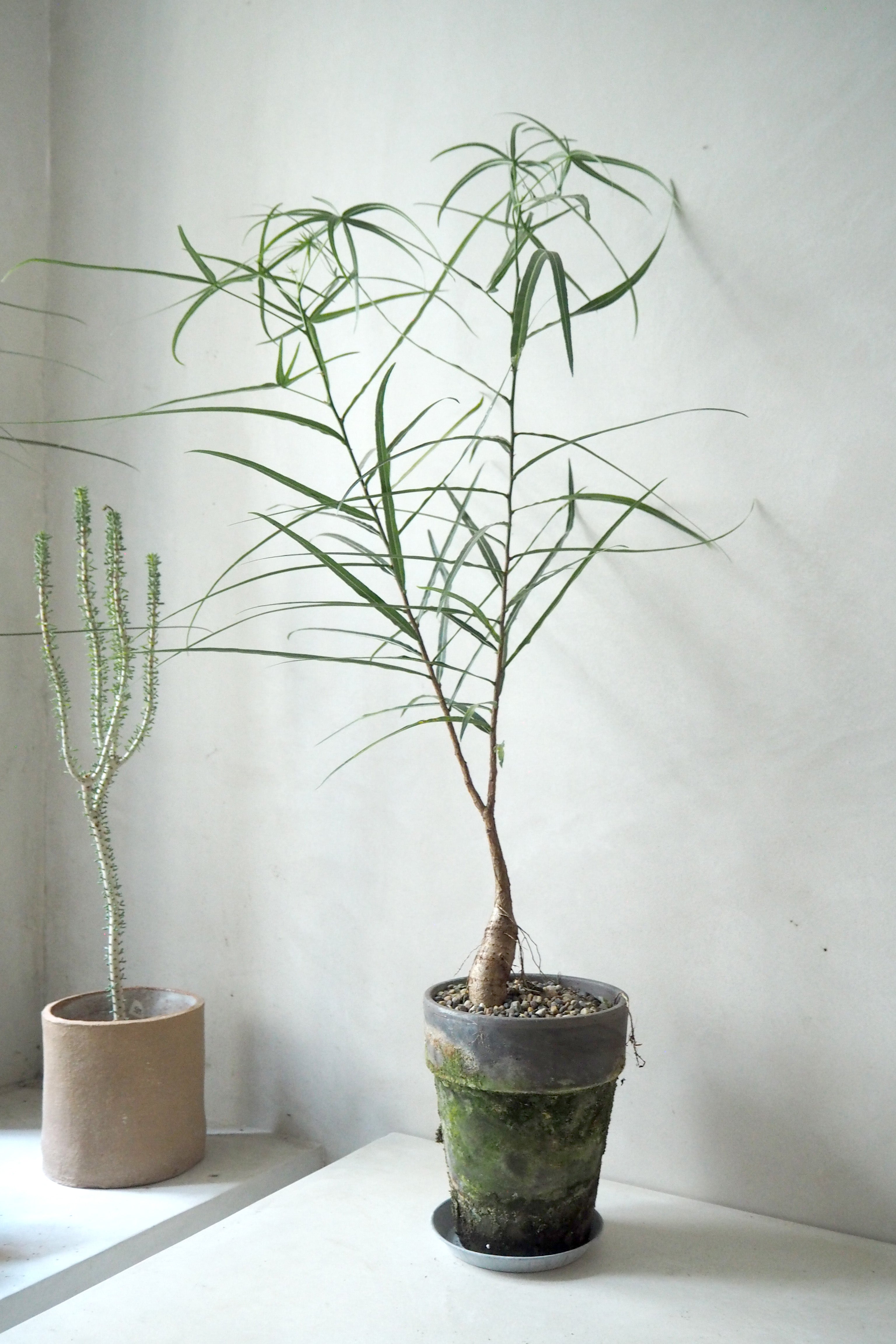 Kærlighedstræ (Stjerneblad) Medium