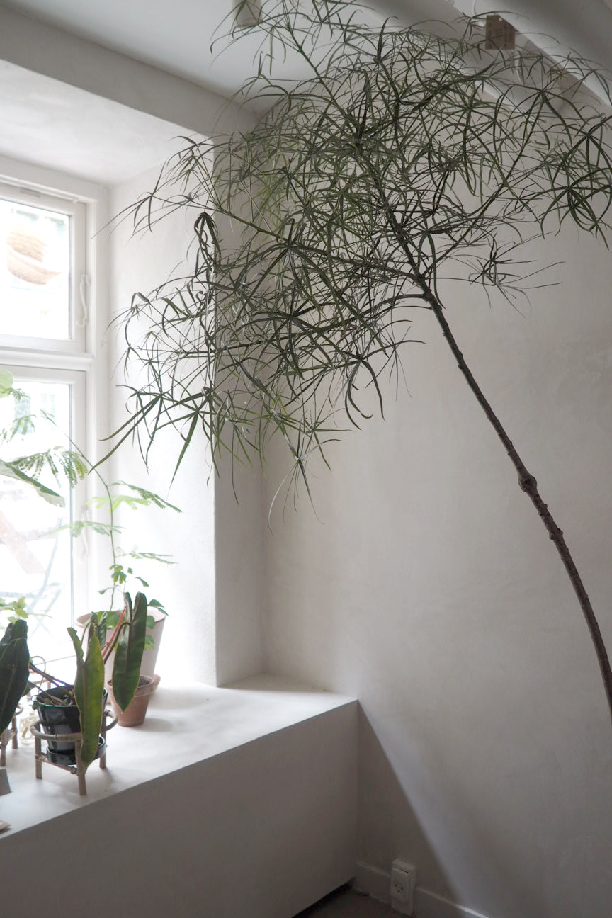 Kærlighedstræ (Stjerneblad) Stor