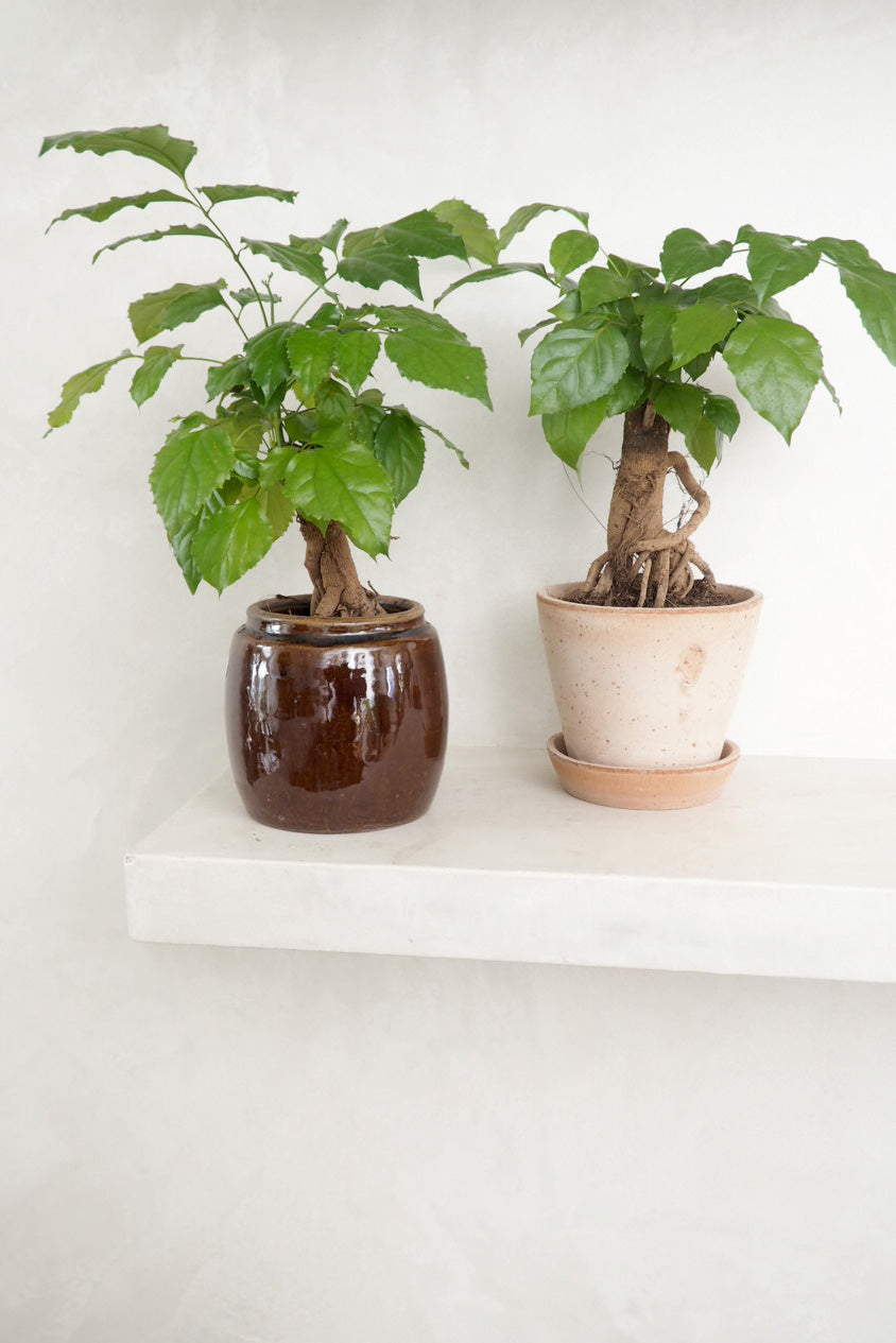 Radermachera sinica Bonsai