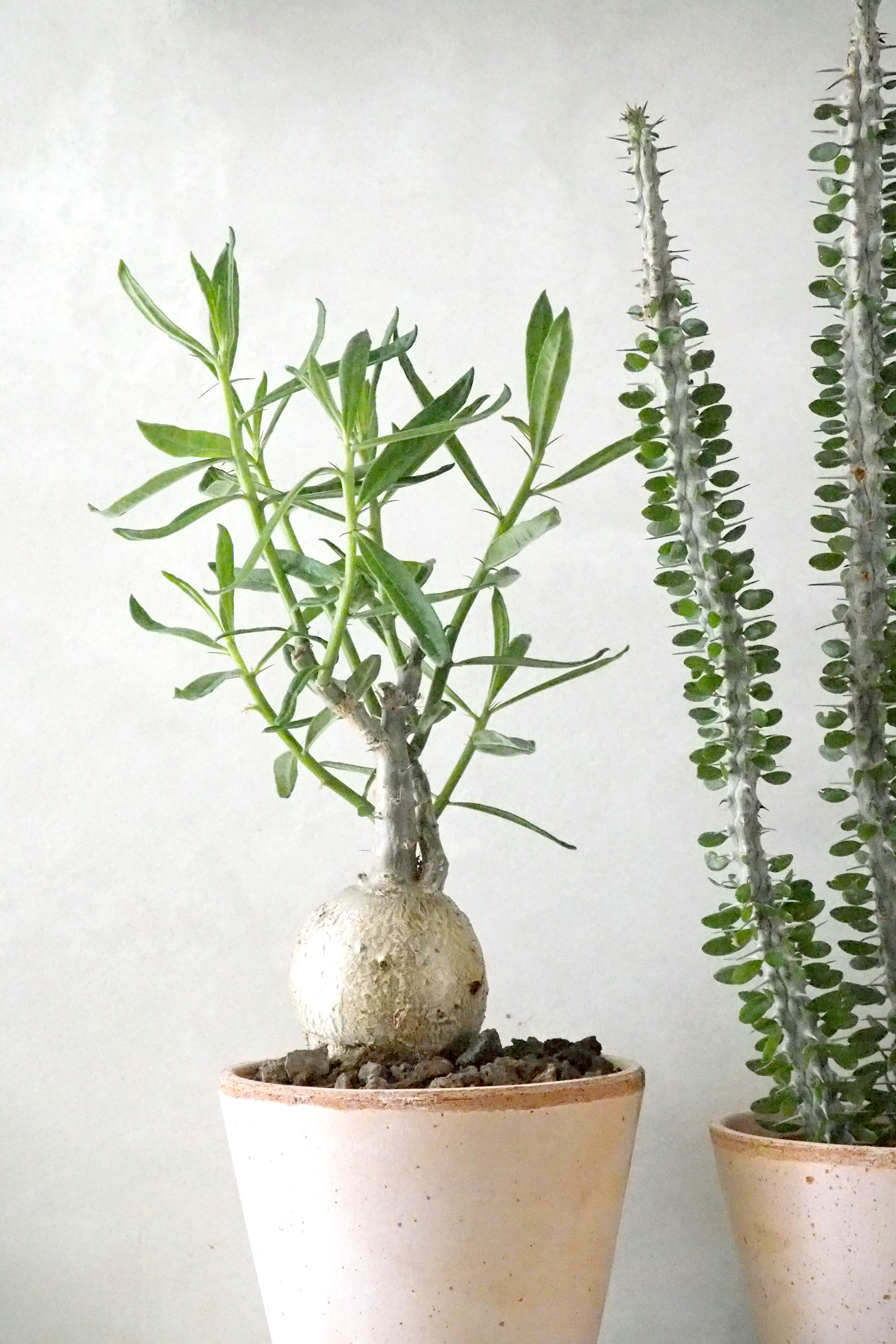 Pachypodium succulentum, stor