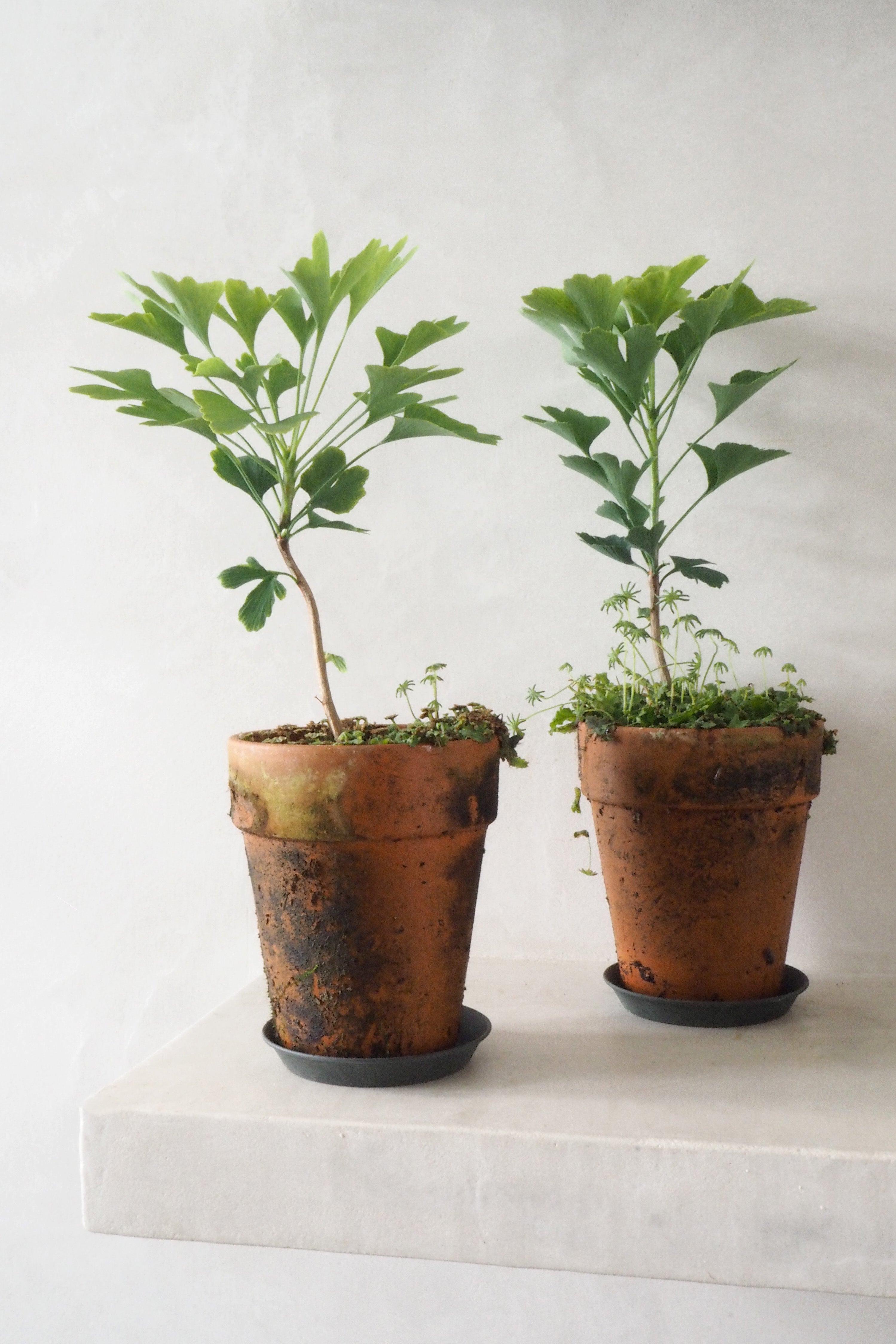 Tempeltræ - Ginkgo Biloba