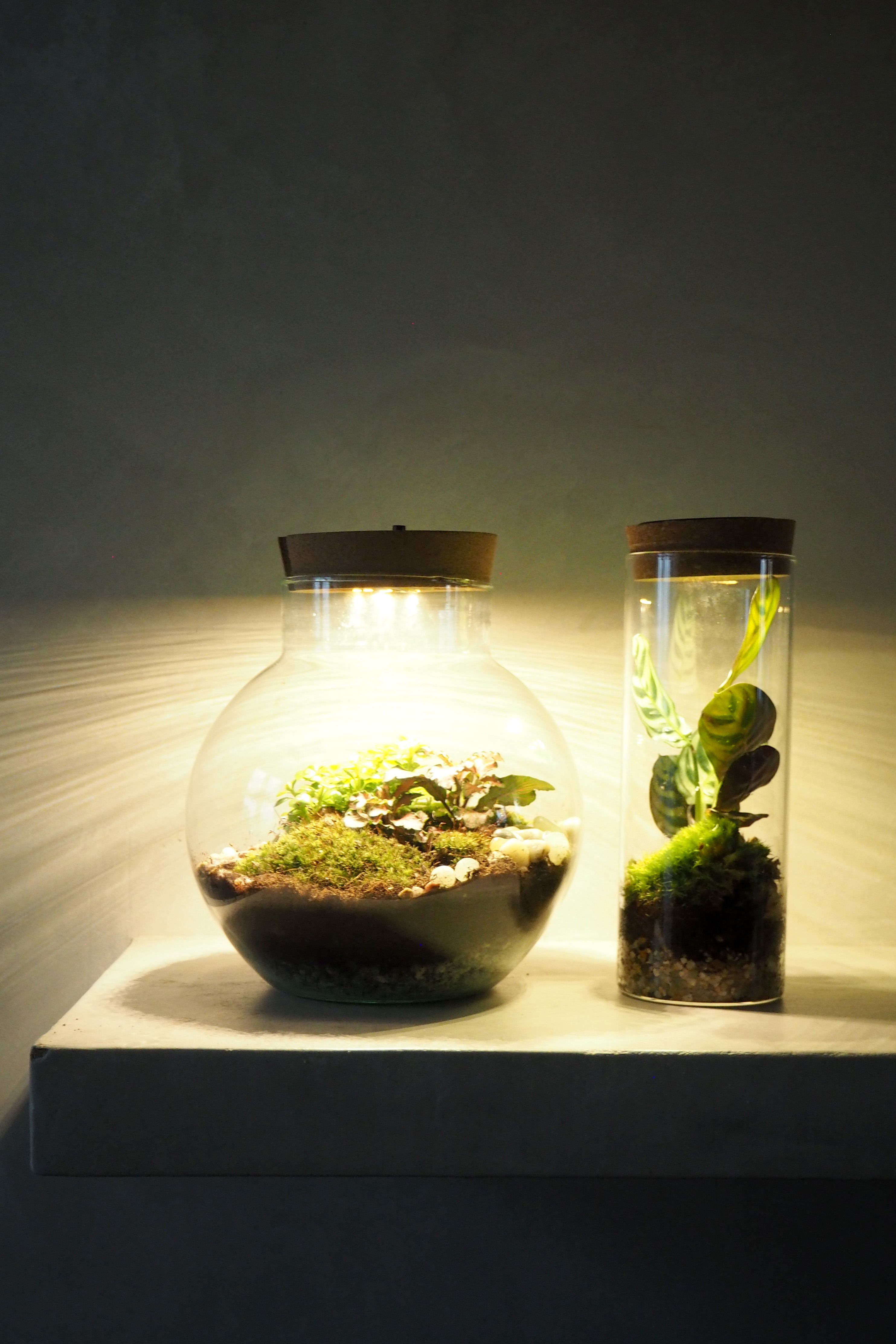 Terrarie no. 12 m. lys (USB stik)