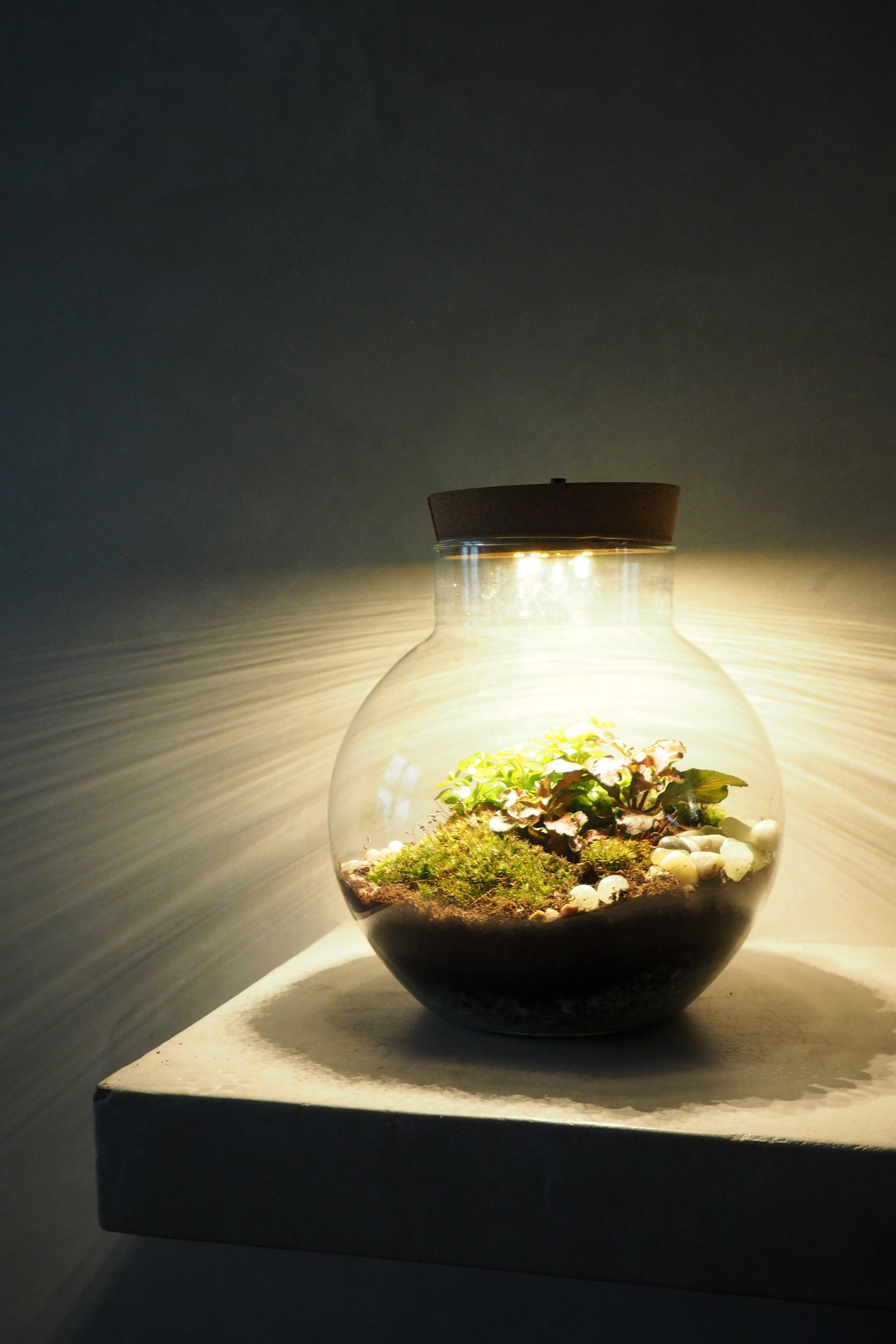 Terrarie no. 12 m. lys (USB stik)