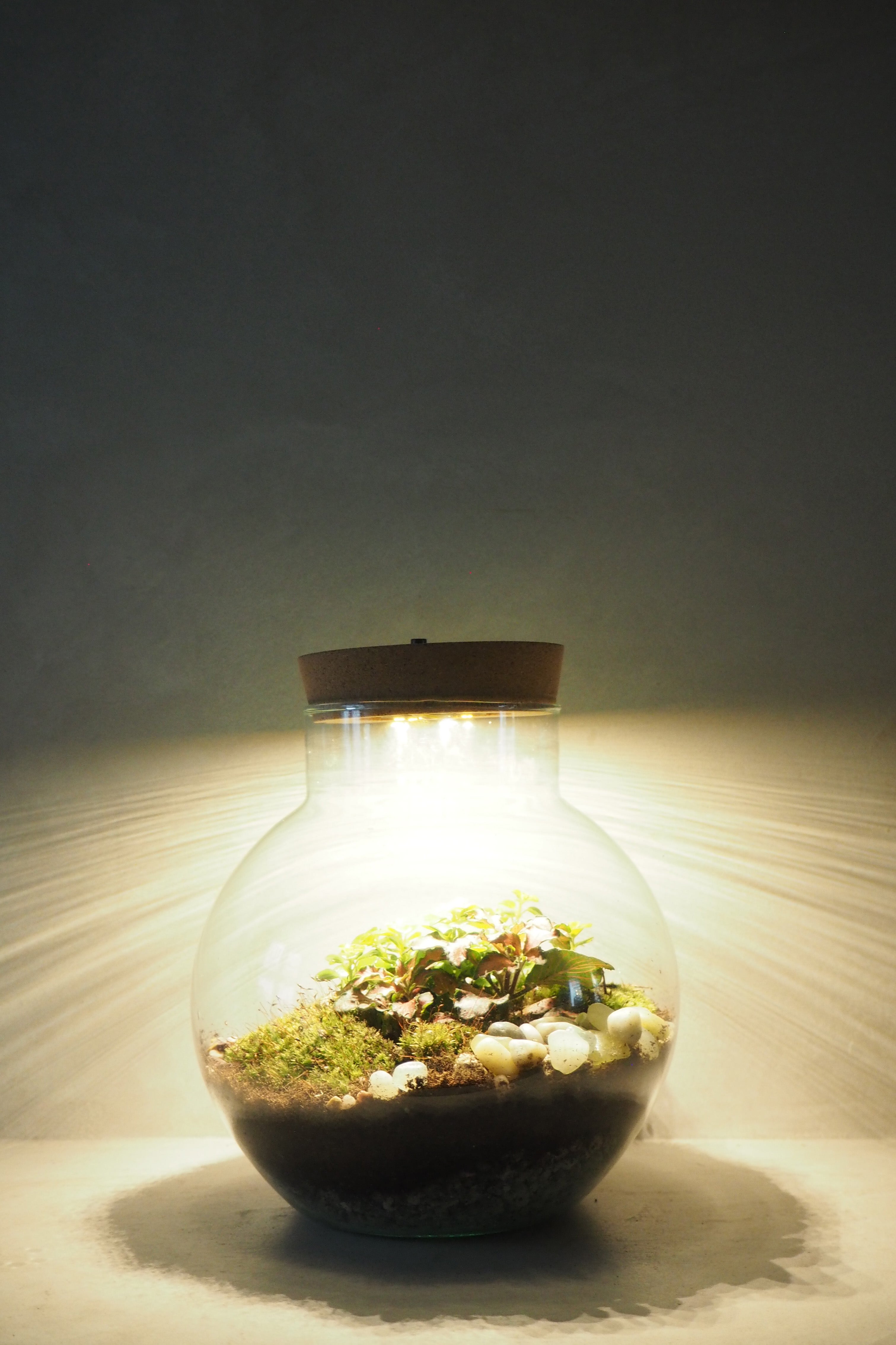 Terrarie no. 12 m. lys (USB stik)