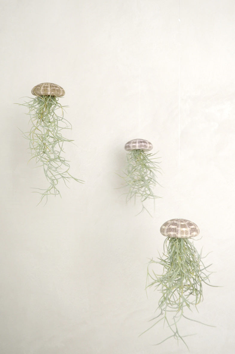 Tillandsia Usneoides i søpindsvin