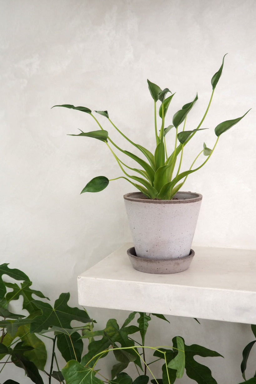 Alocasia Tiny dancer