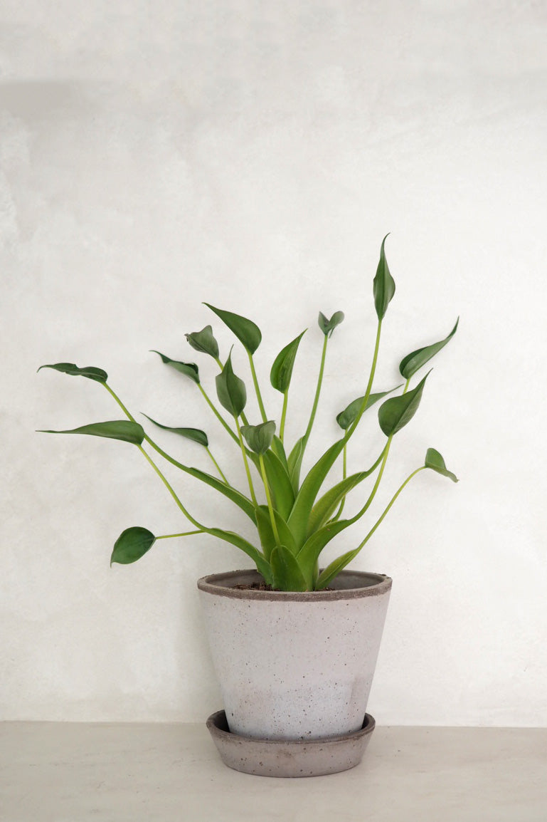 Alocasia Tiny dancer