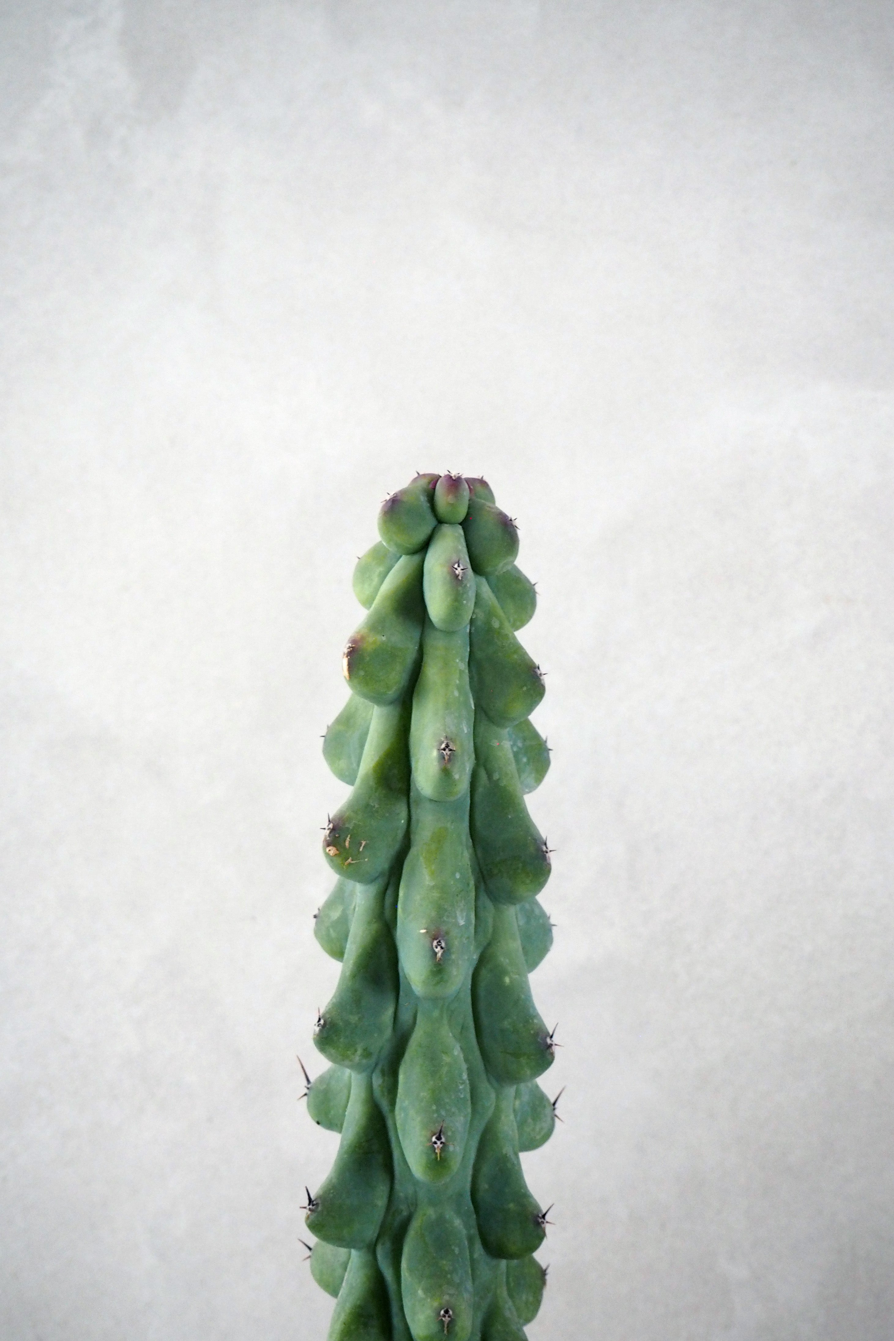 Titty - Myrtillocactus geometrizans