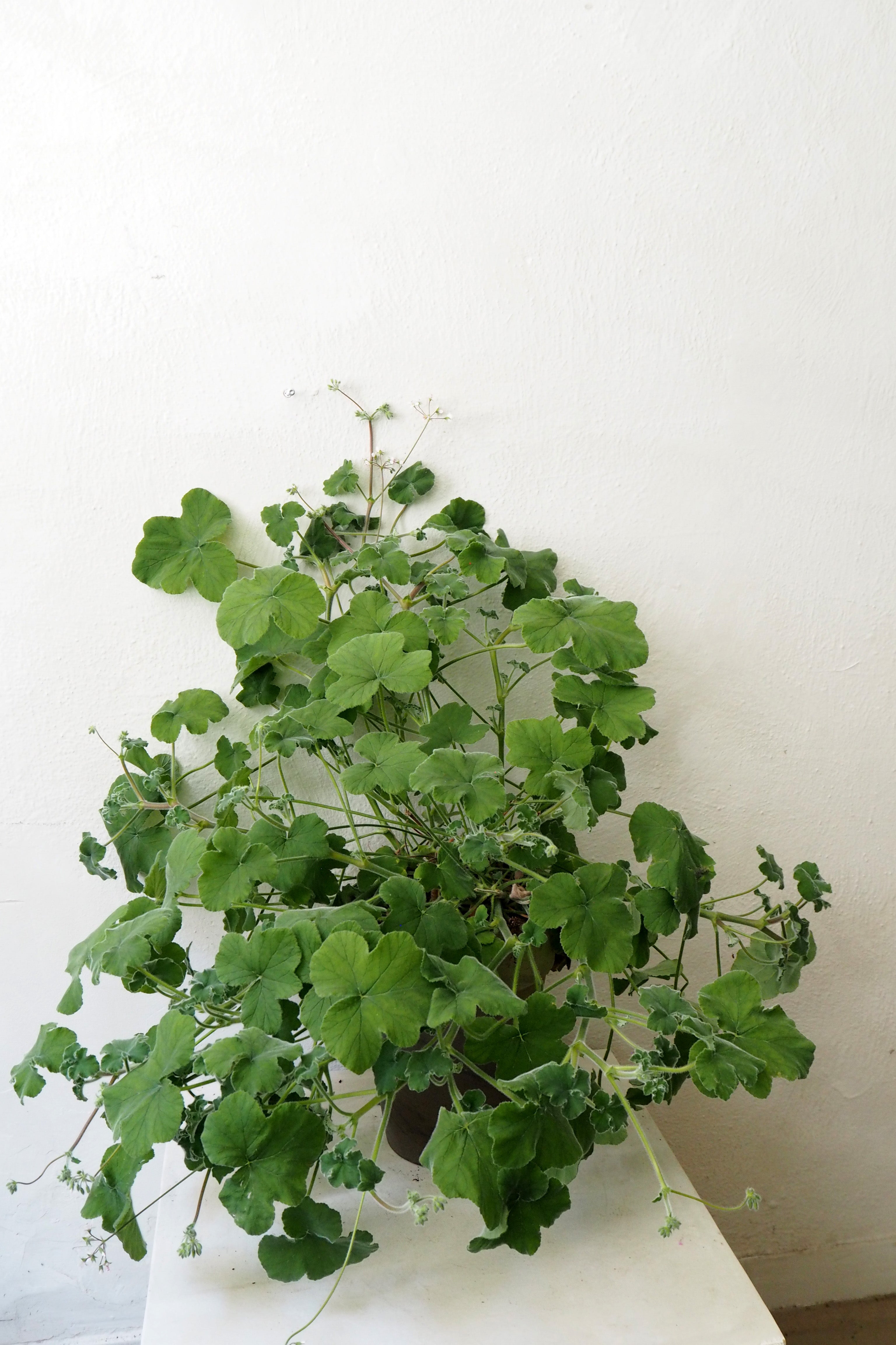 Pelargonium Tomantose, stor