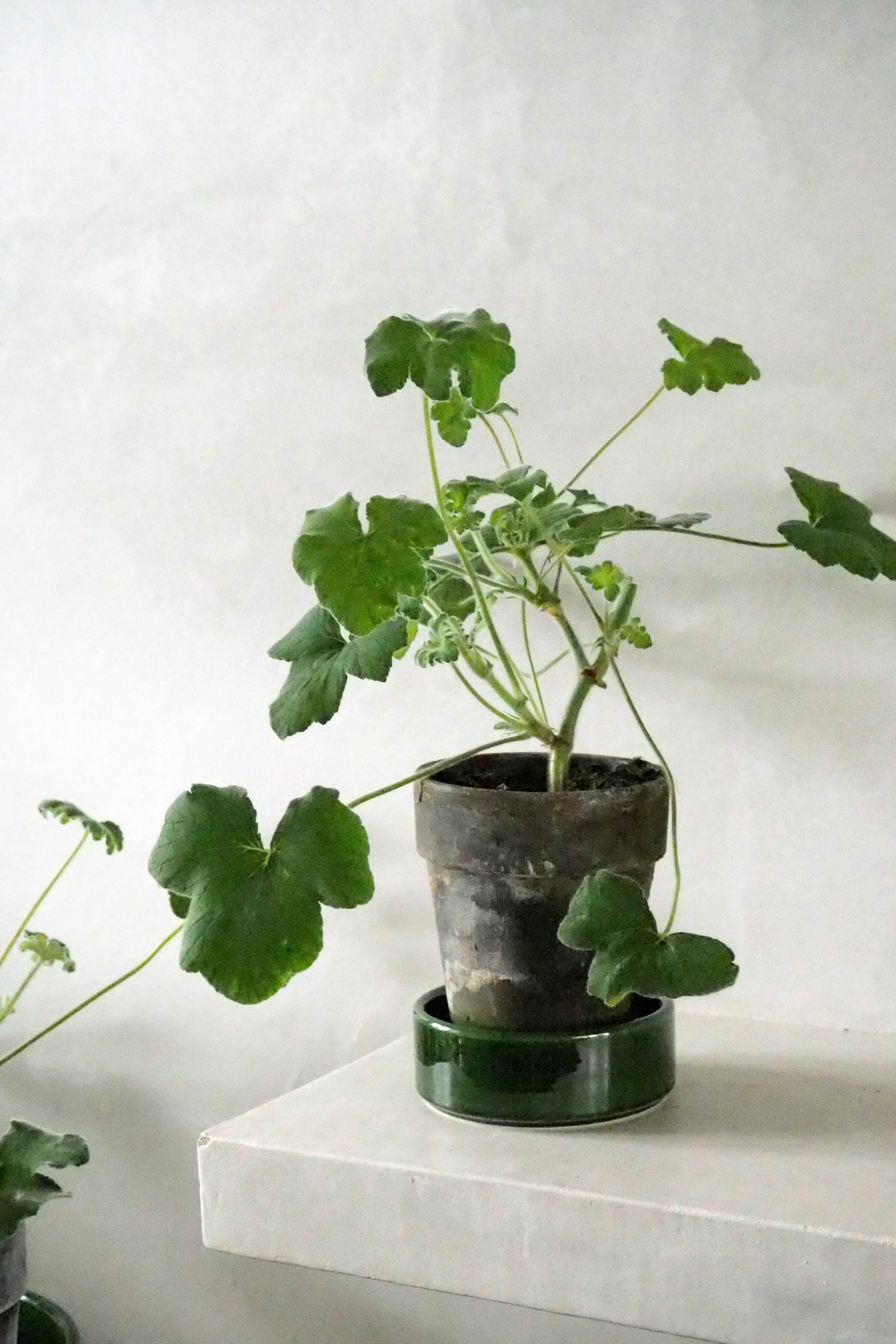 Pelargonium Tomantose