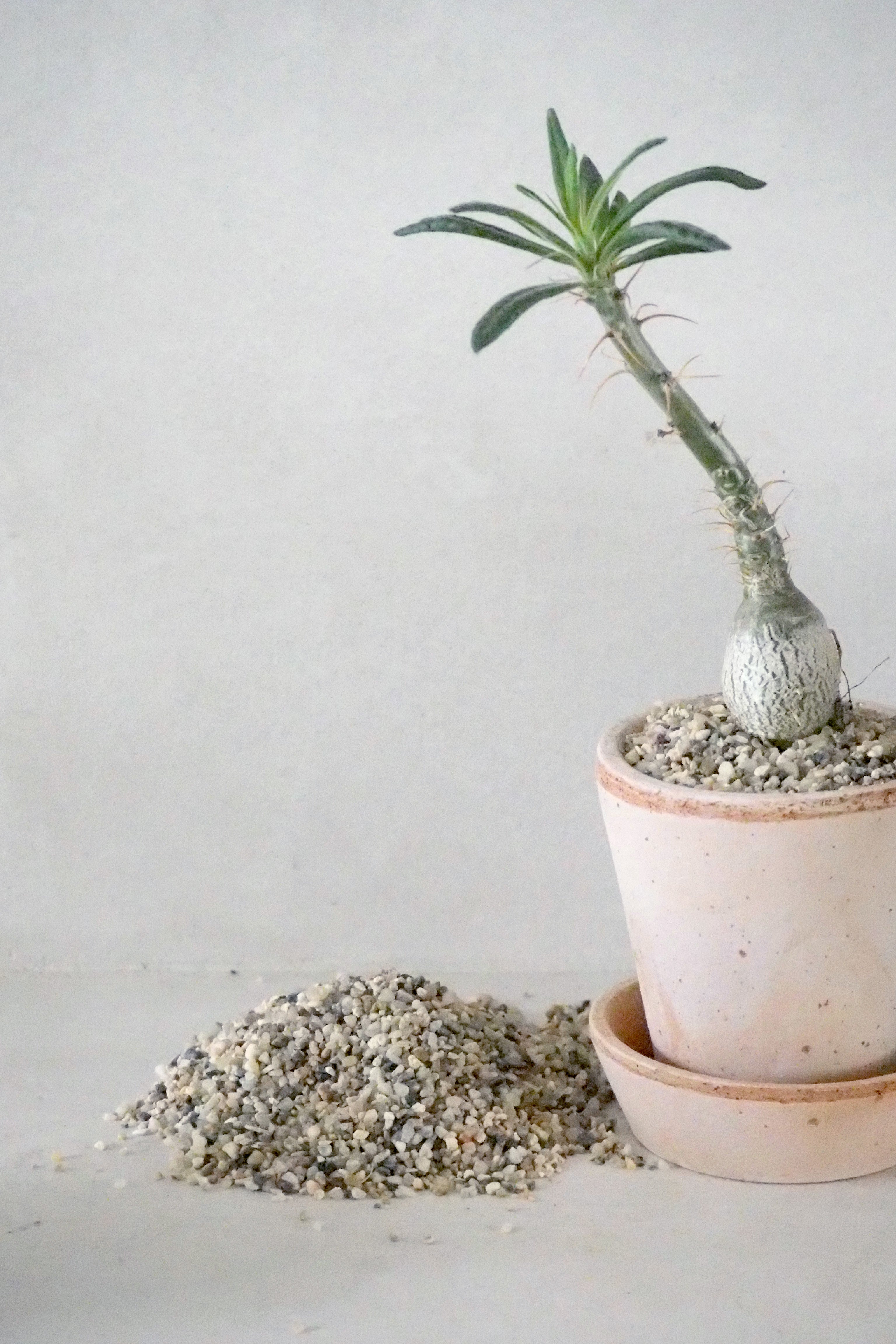 Topping sten - Natural