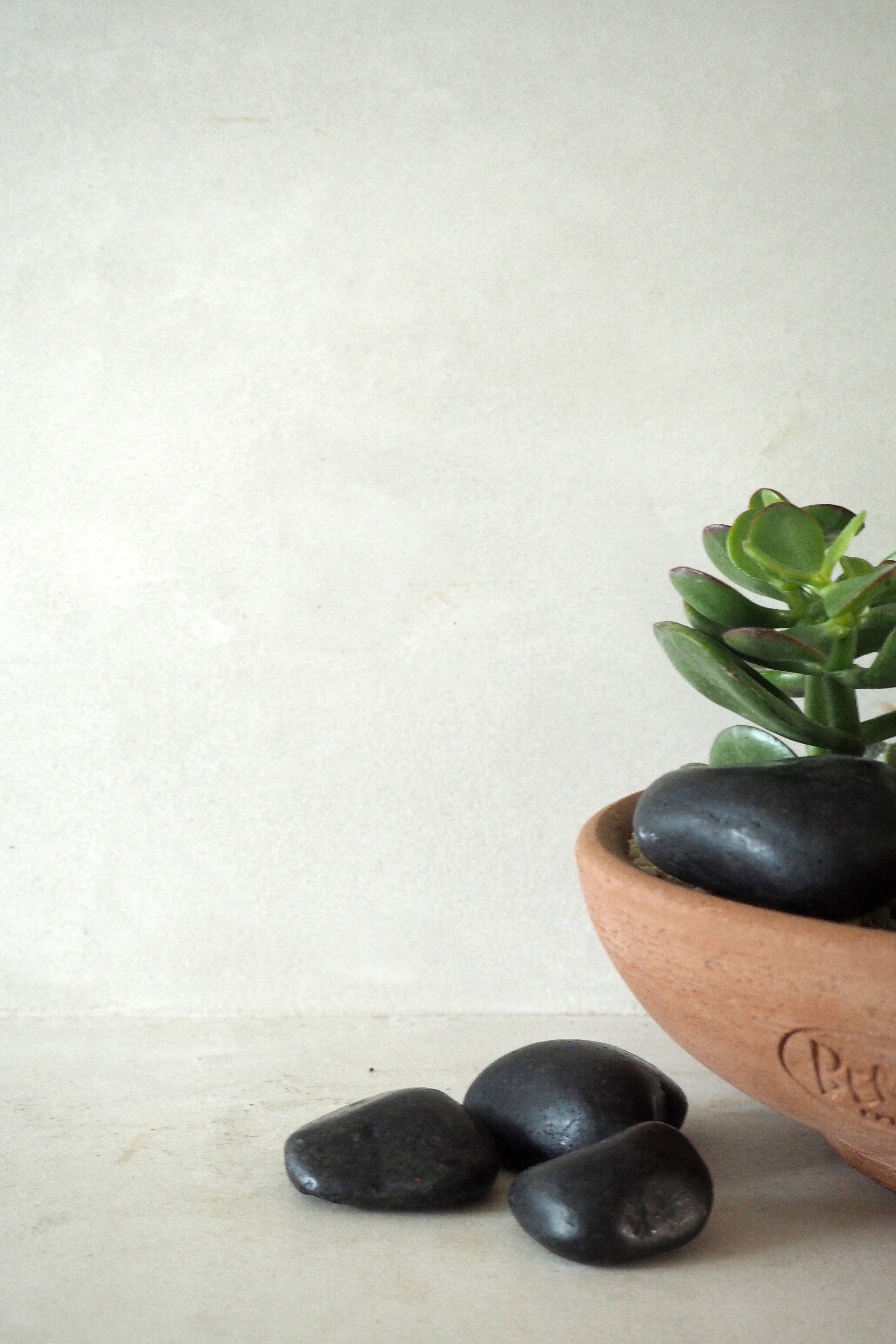 Bundle : Pro omplantning