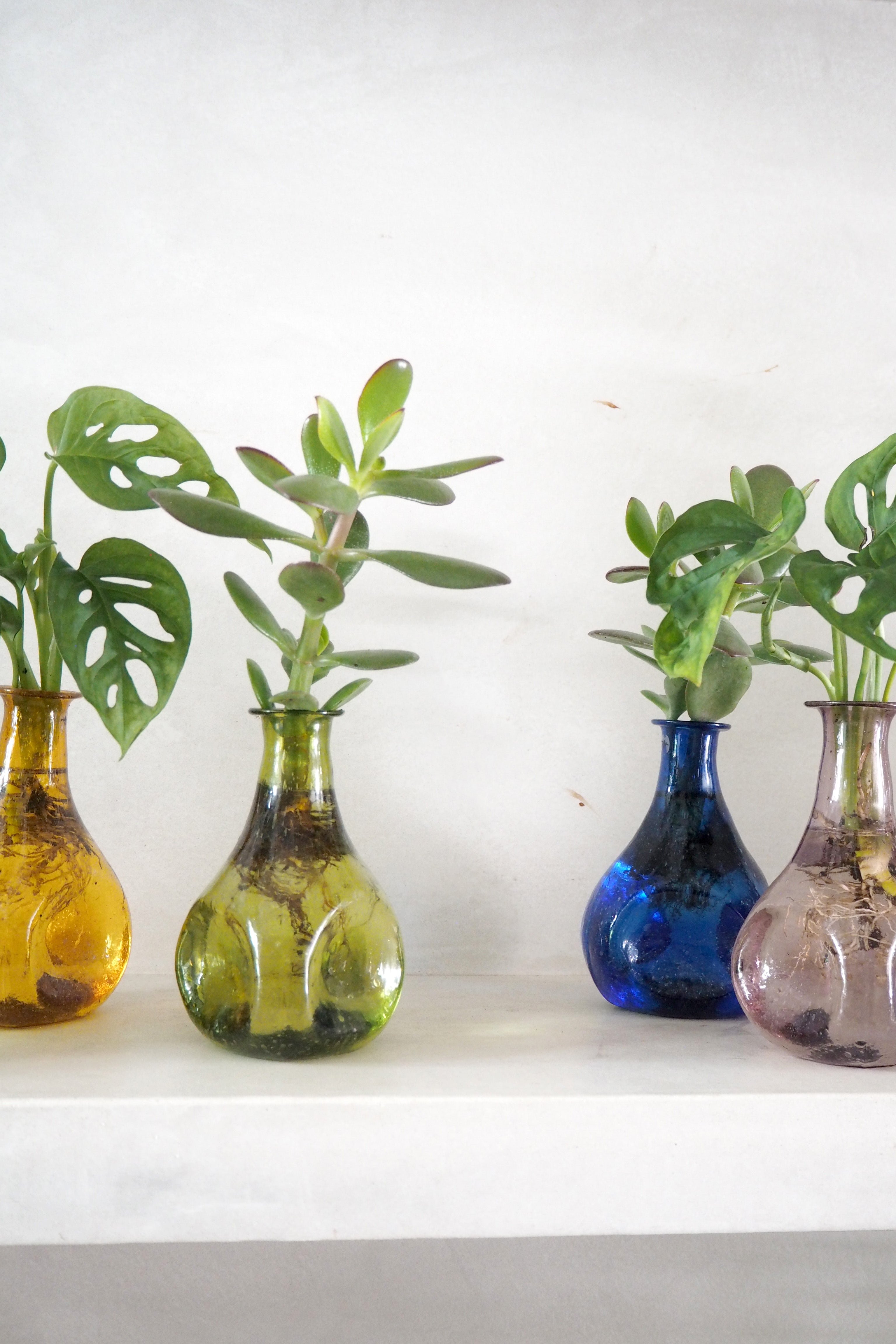 Monstera adansonii i vase, rosa