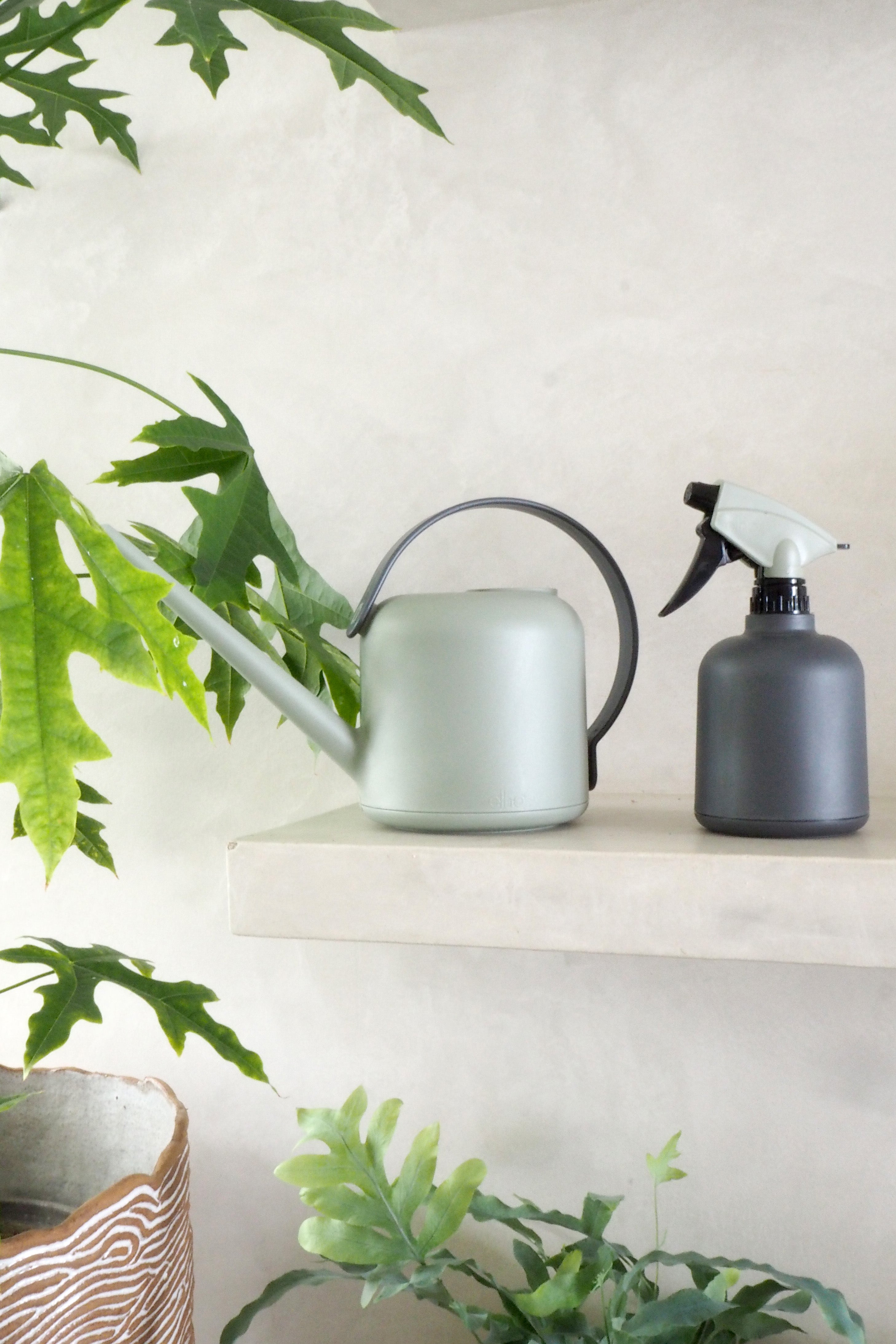 Vandkande, lysegrøn