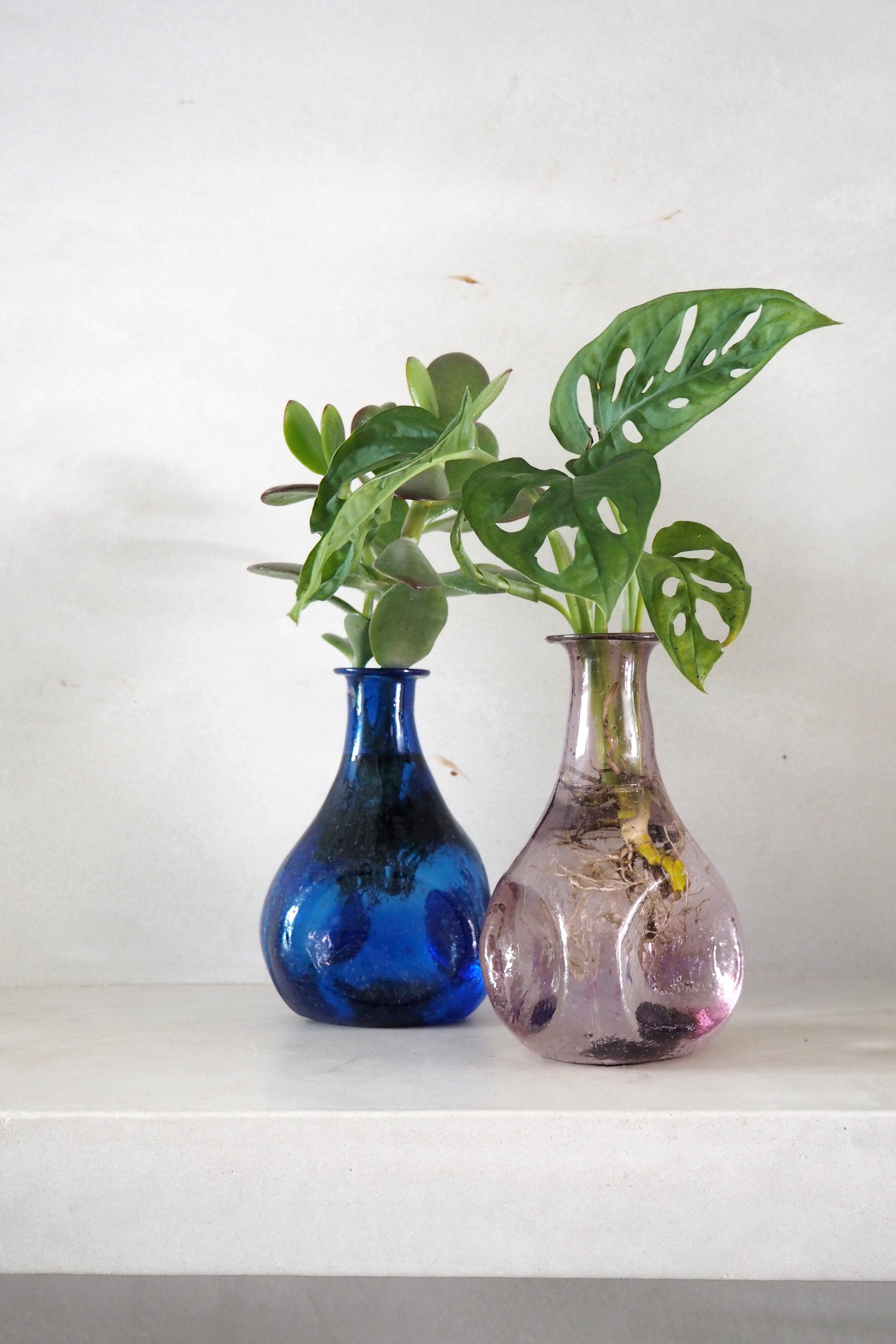 Monstera adansonii i vase, rosa