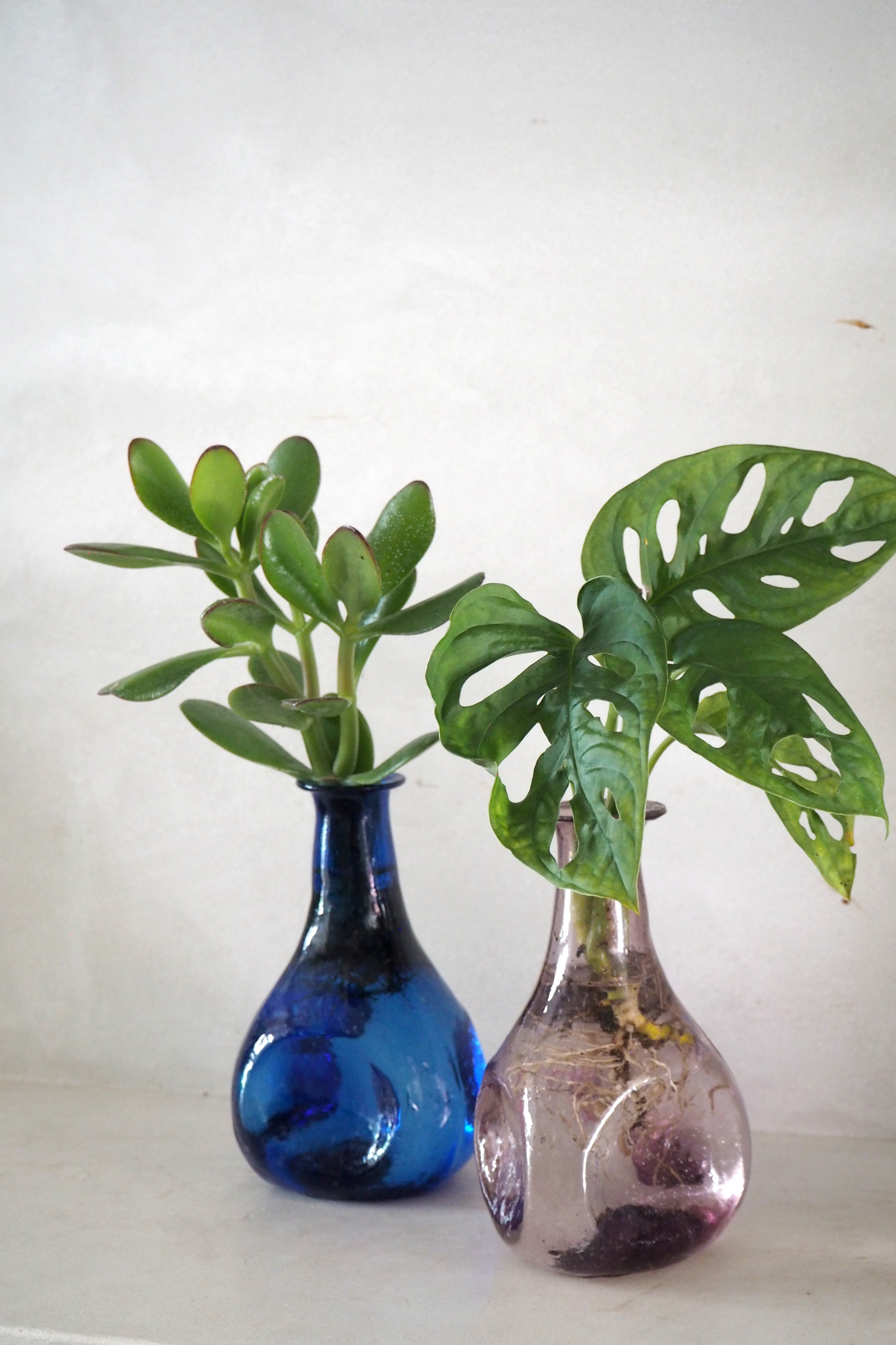 Monstera adansonii i vase, rosa