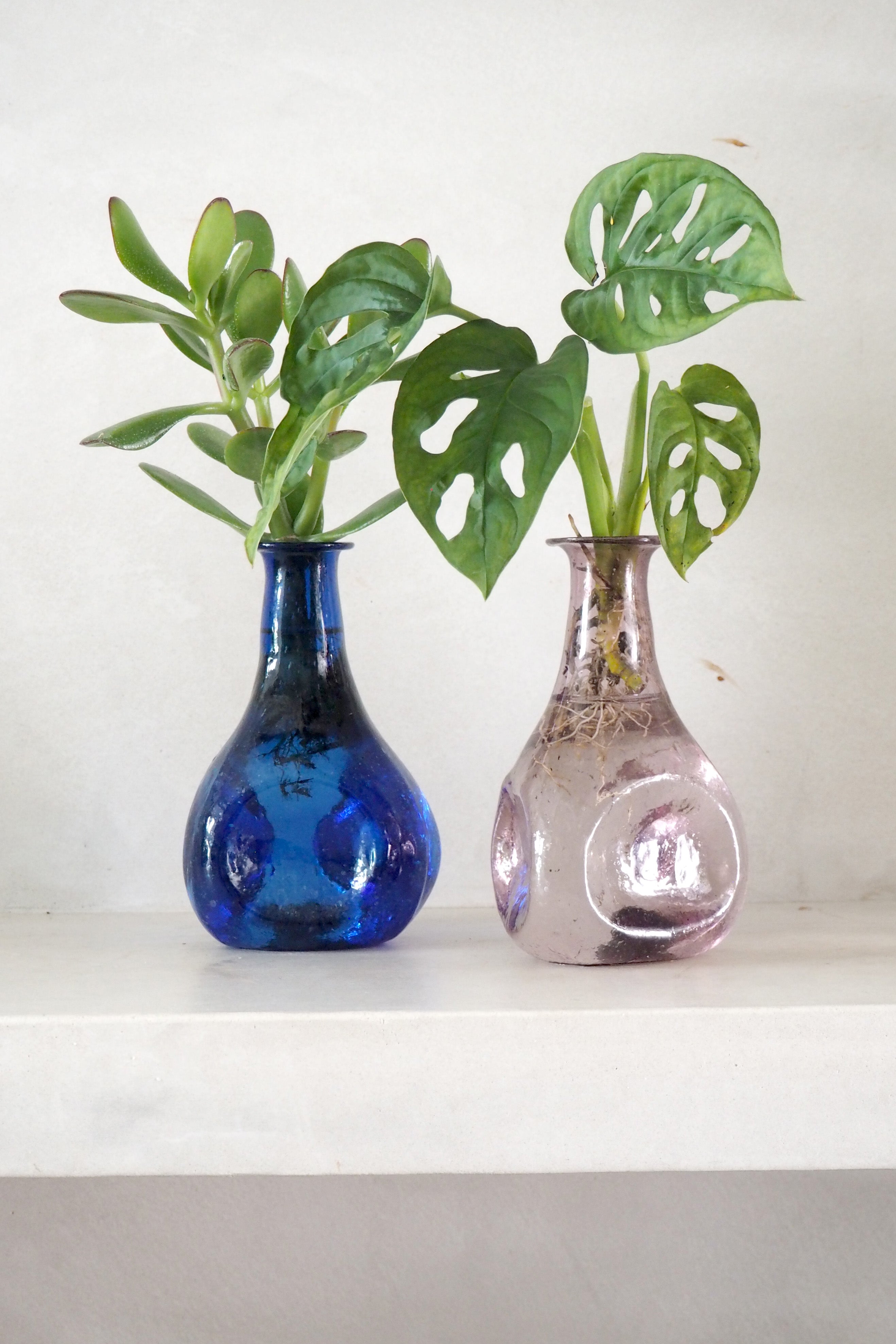 Monstera adansonii i vase, rosa