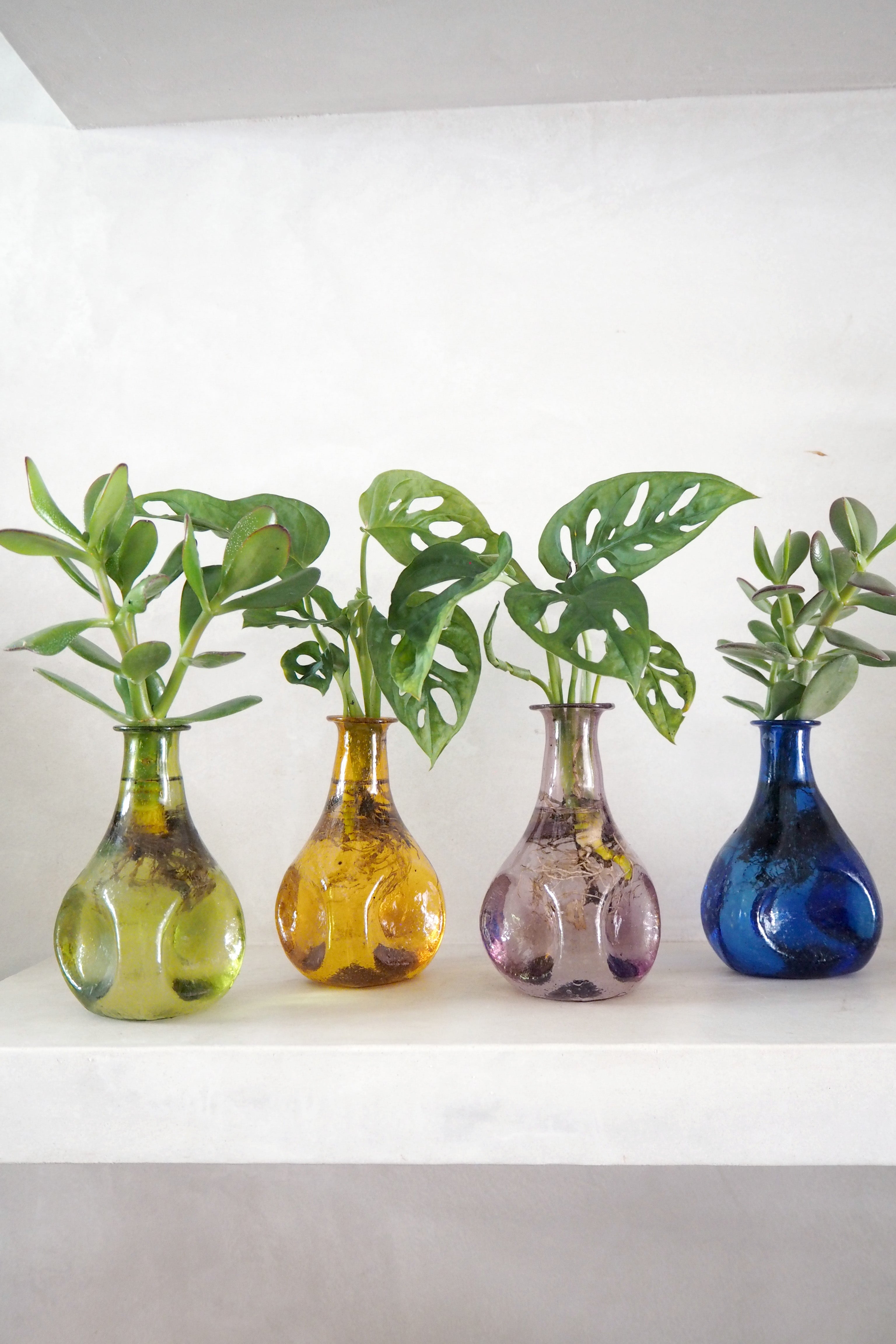 Monstera adansonii i vase, rosa