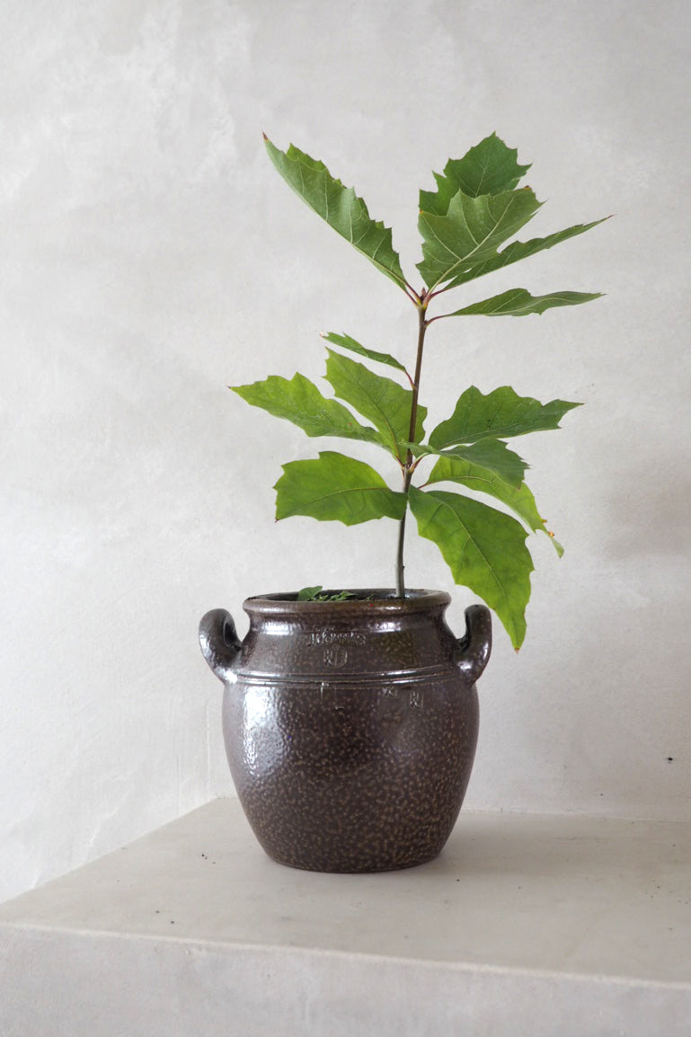 Vintage - Höganas krukke