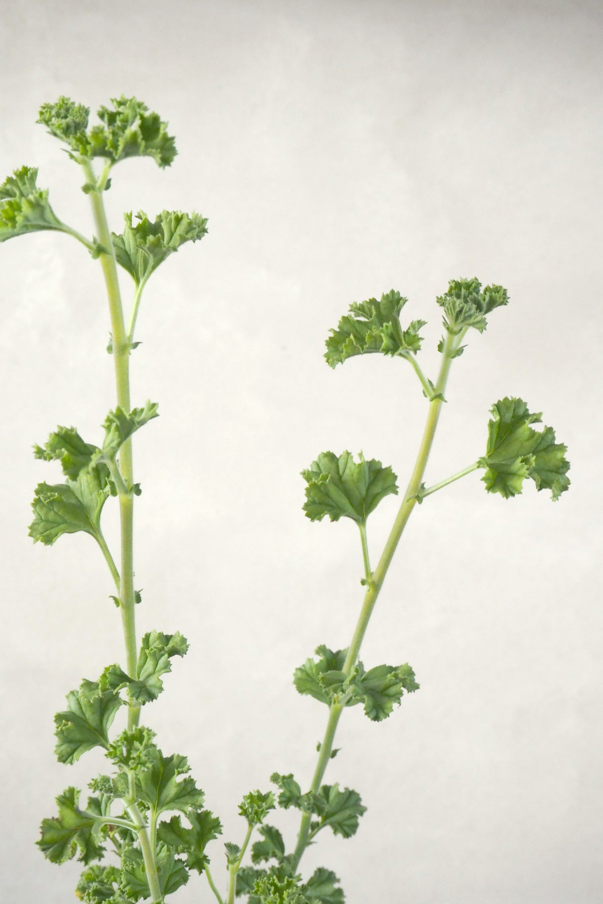 Geranium - Prince of Orange, vinterskud