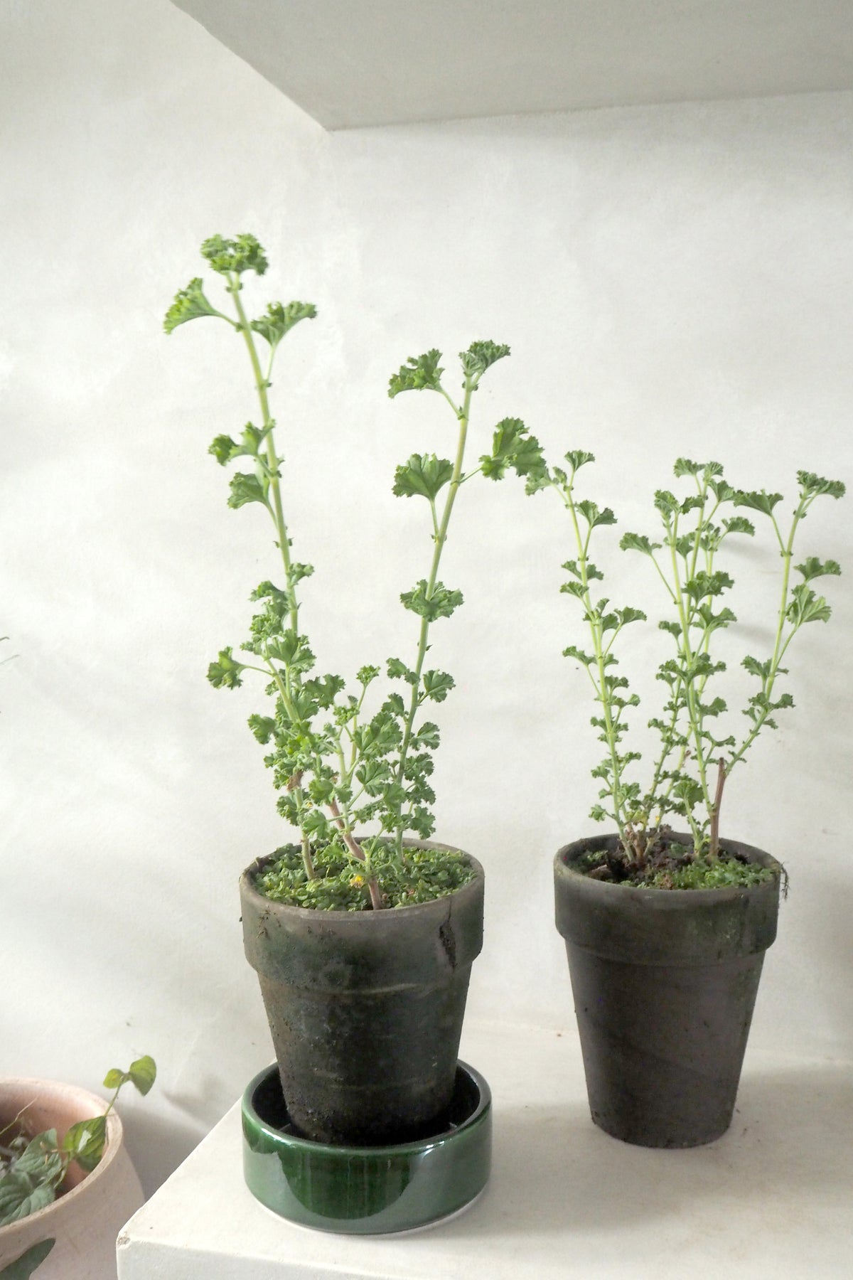 Geranium - Prince of Orange, vinterskud