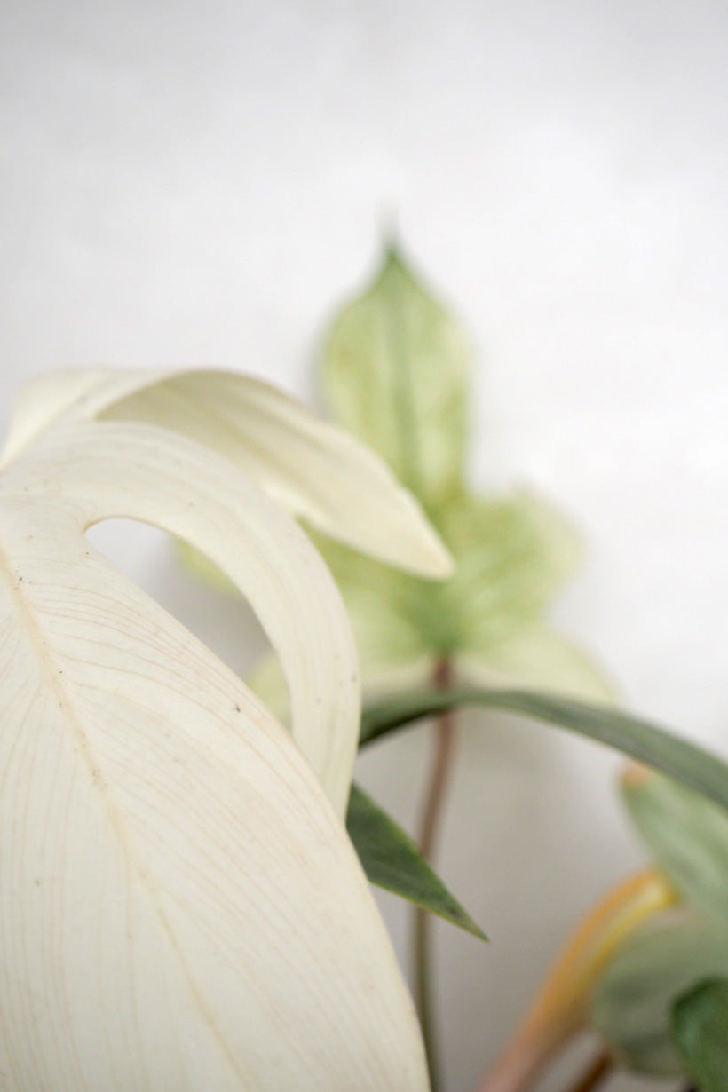 Philodendron Florida Ghost