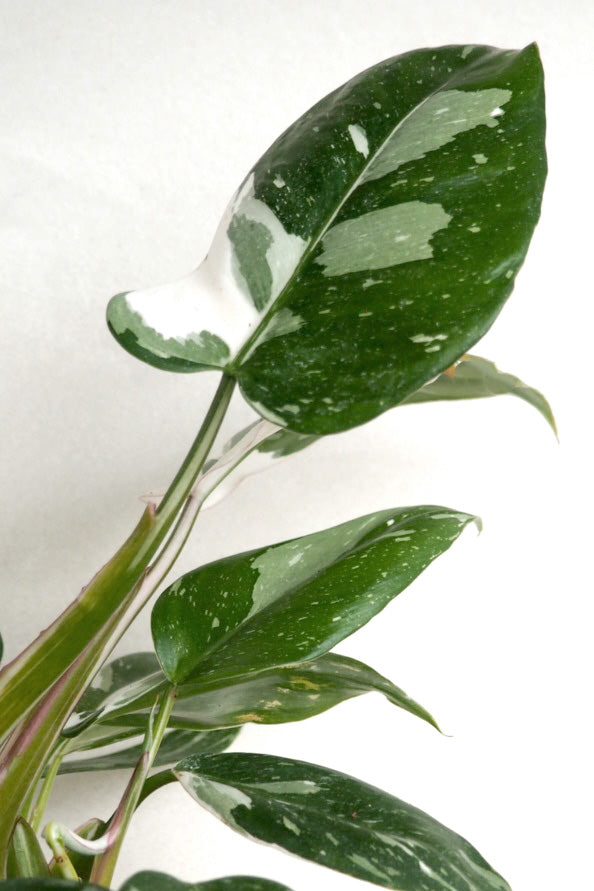 Philodendron white princess