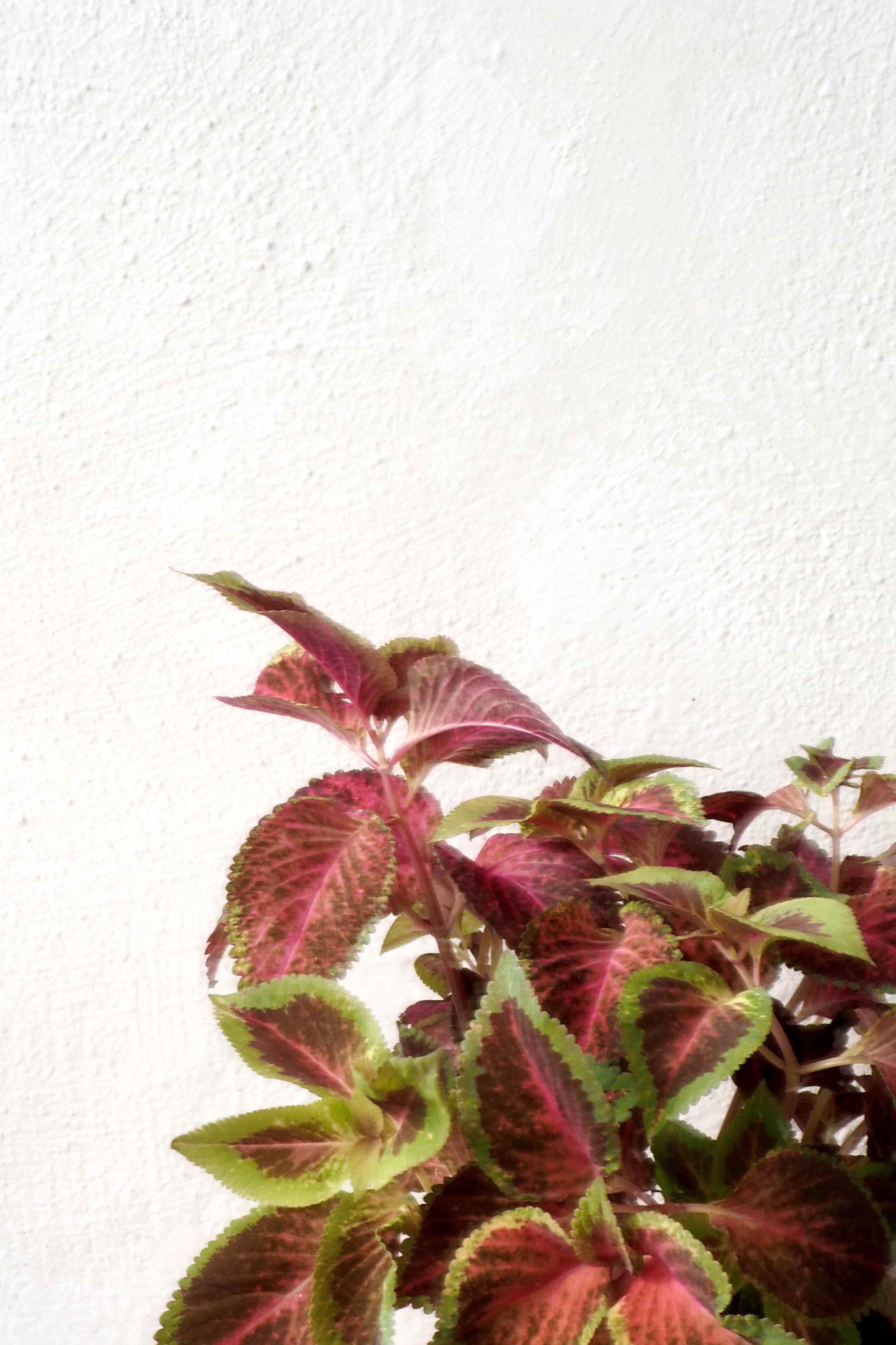 Frø - Paletblad, Wizard Scarlet