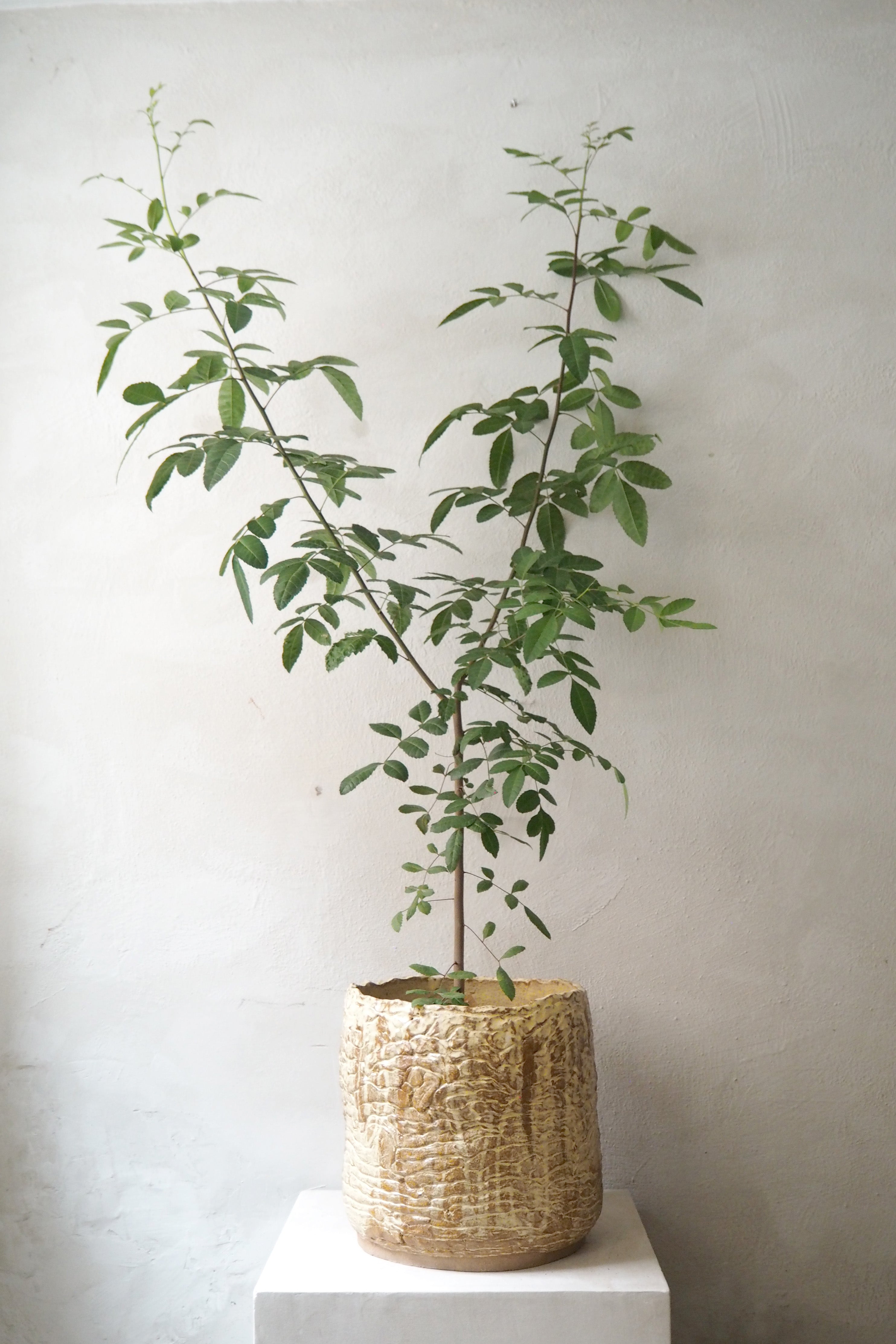 StineMei - Wood Yellow