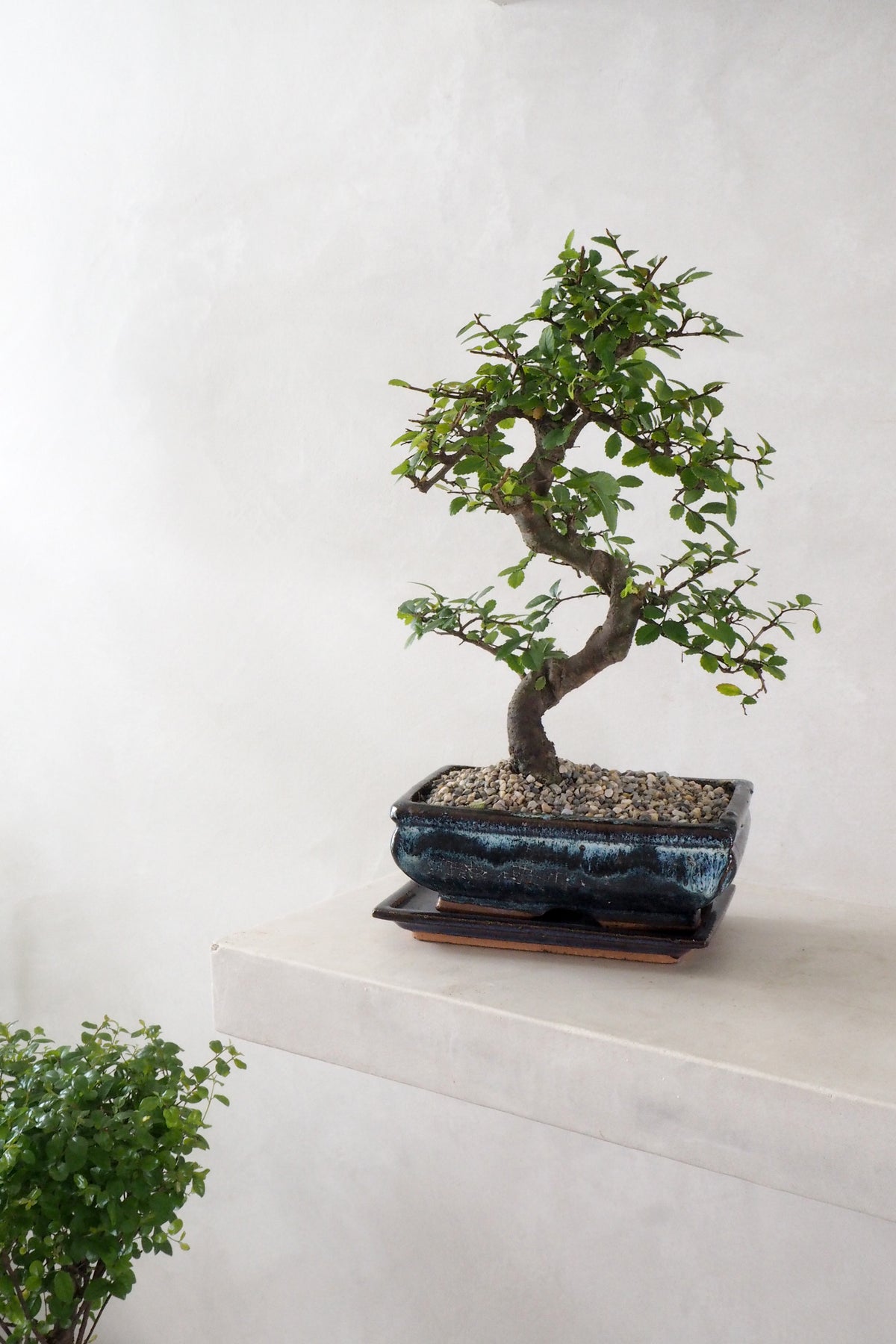 Bonsai Zelkova, medium II