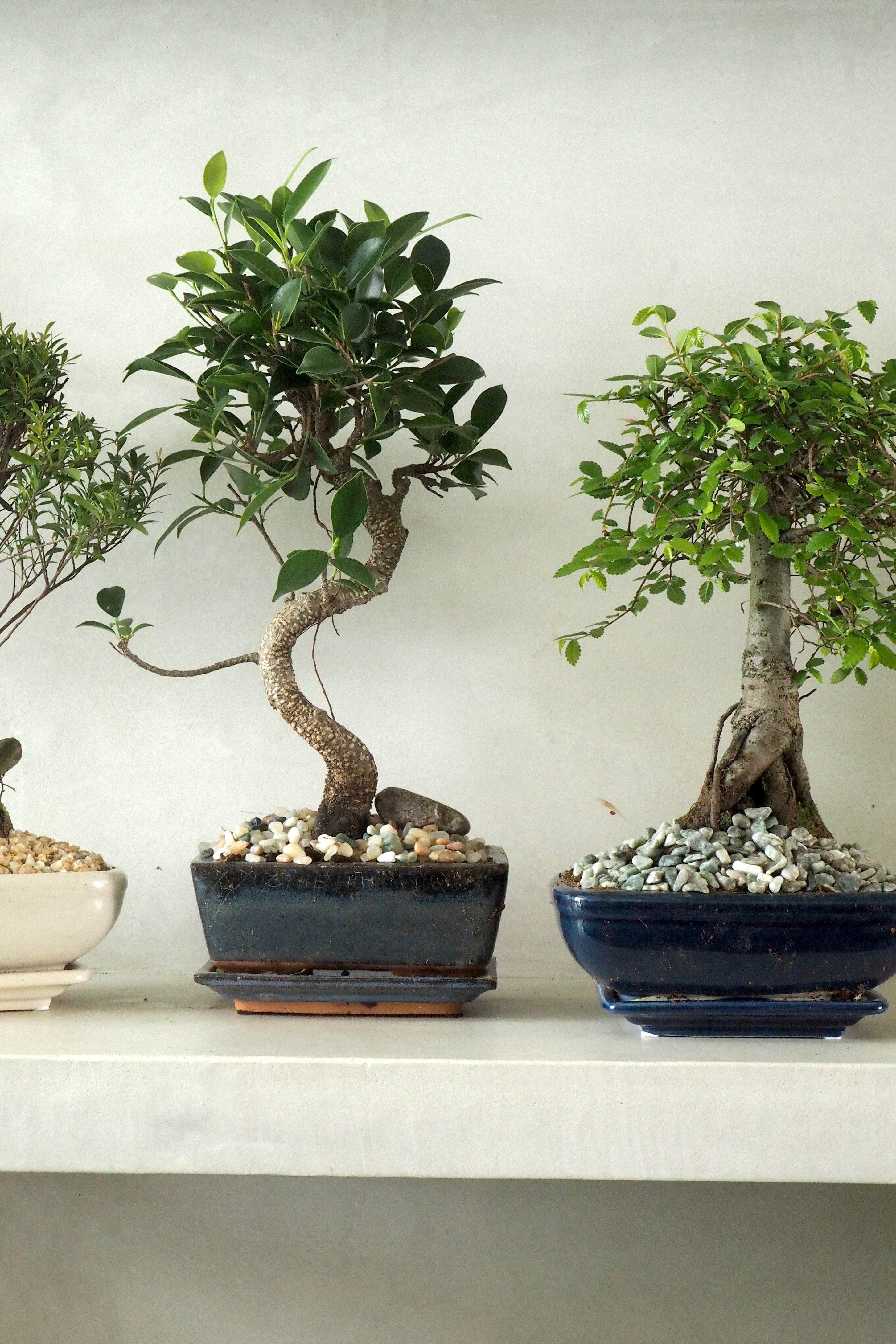 Bonsai Ficus, medium I