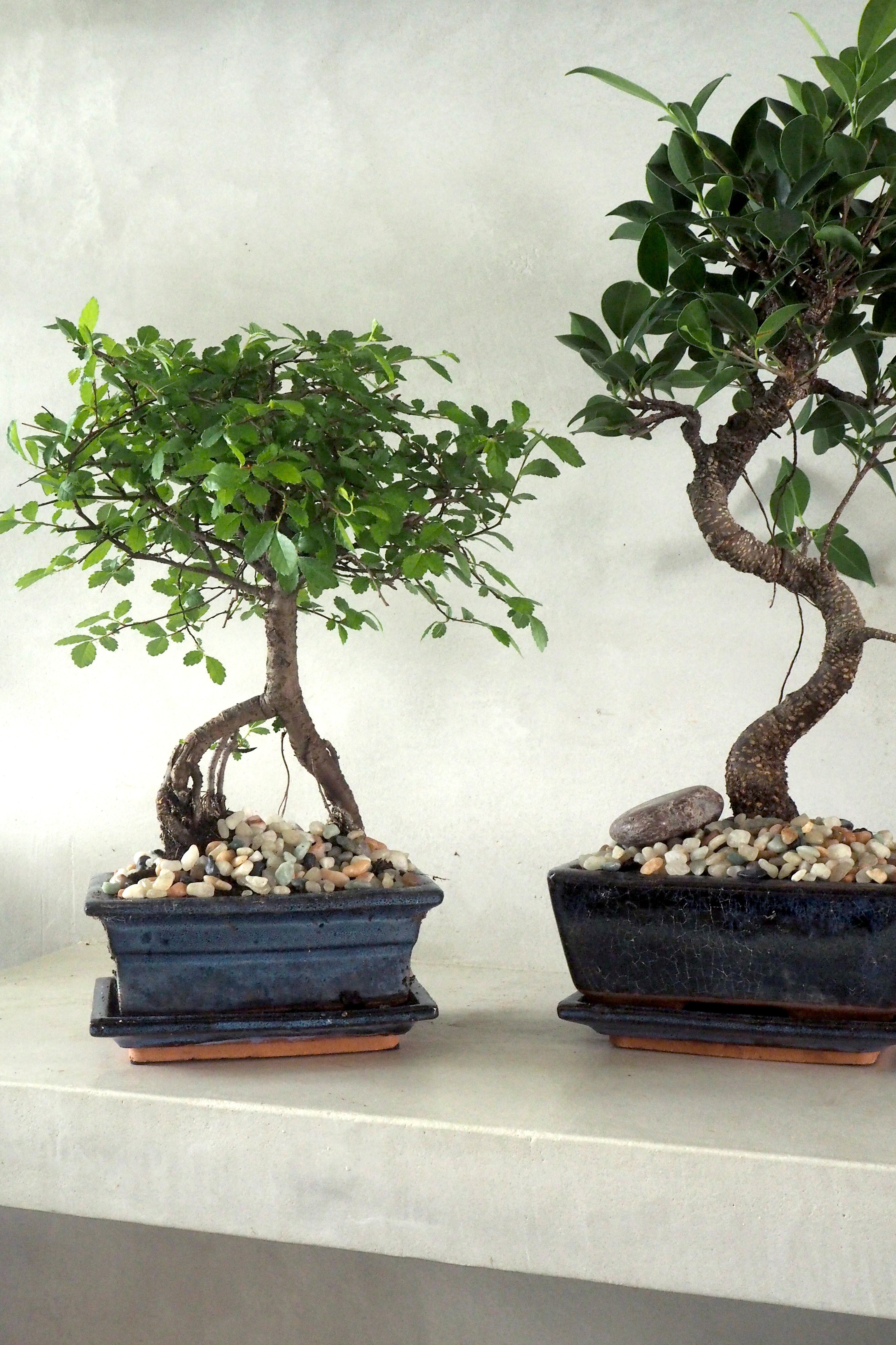 Bonsai Ficus, medium I