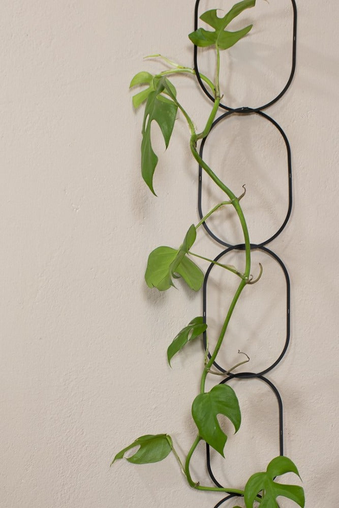 Klatrestøtte Botanopia