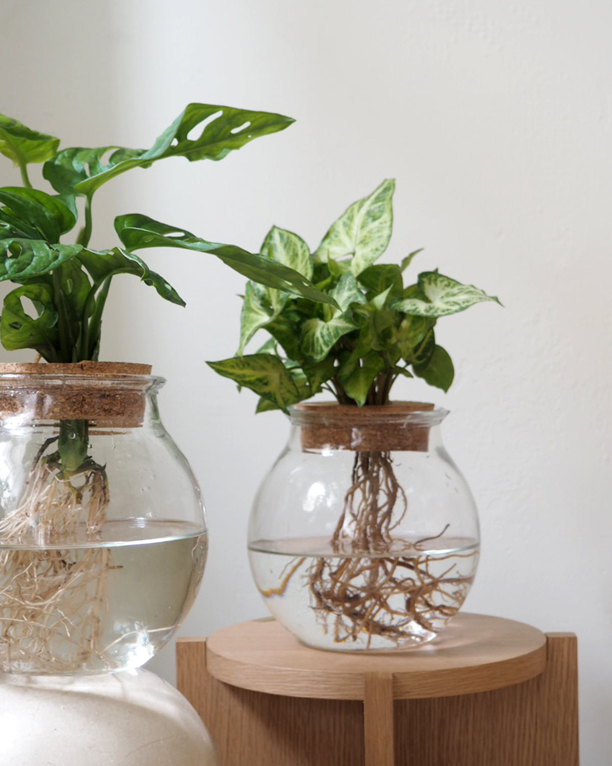 Monstera i glaskolbe