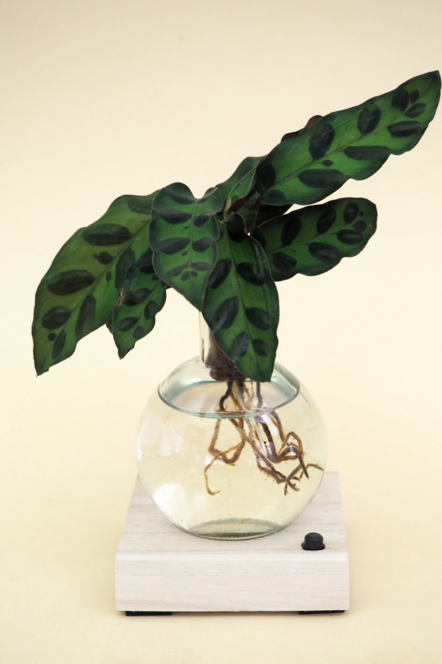 Plantelampe, Calathea