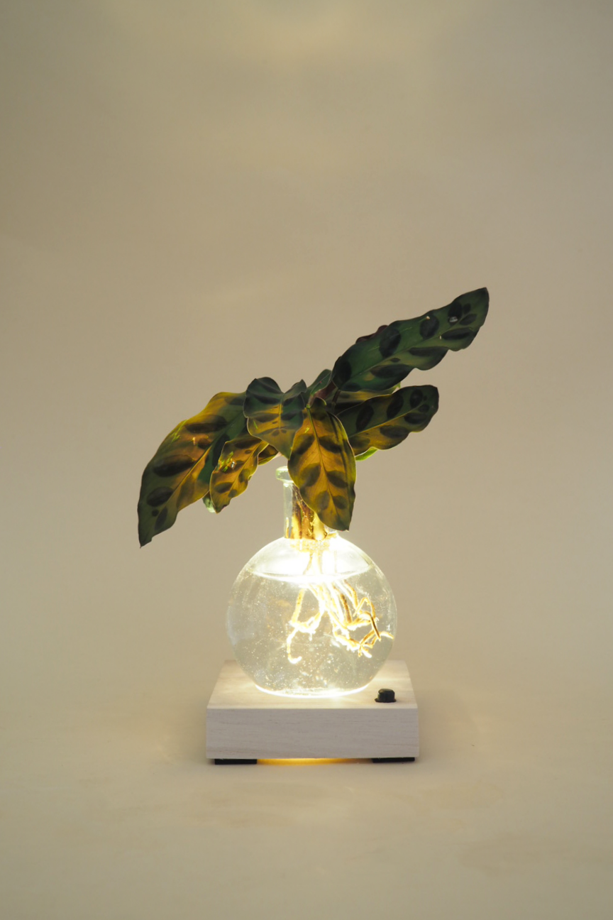 Plantelampe, Calathea