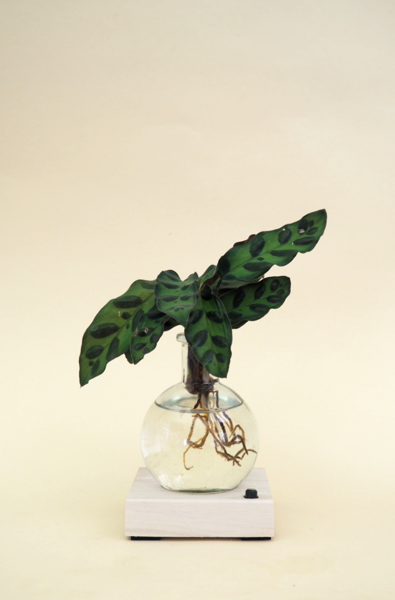 Plantelampe, Calathea